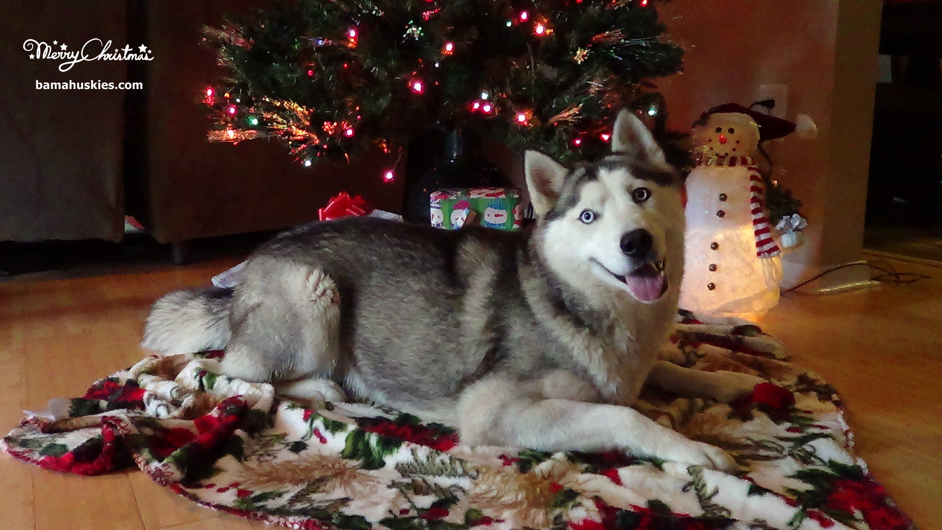 Christmas Siberian Husky Picture « Bama Huskies Bama Huskies. White siberian husky, Siberian husky, Siberian husky puppies