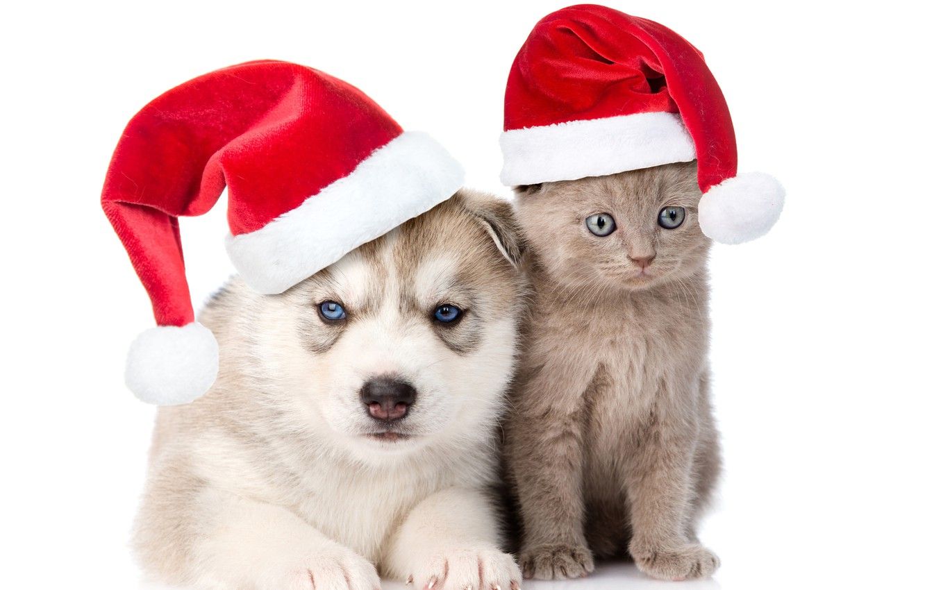 Wallpaper kitty, hat, New year, Christmas, friends, husky, Dogs, caps, Cats image for desktop, section новый год