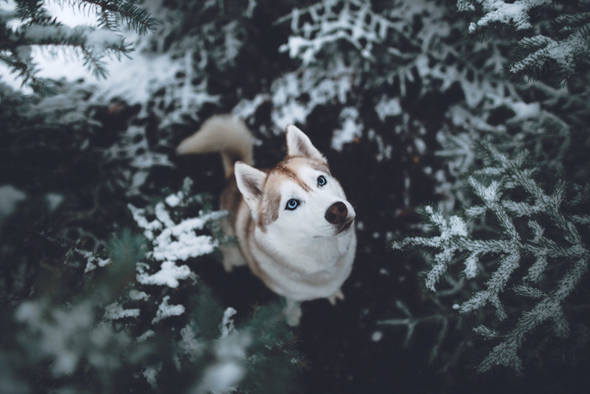 Siberian Husky HD, HD Animals, 4k Wallpaper, Image, Background, Photo and Picture