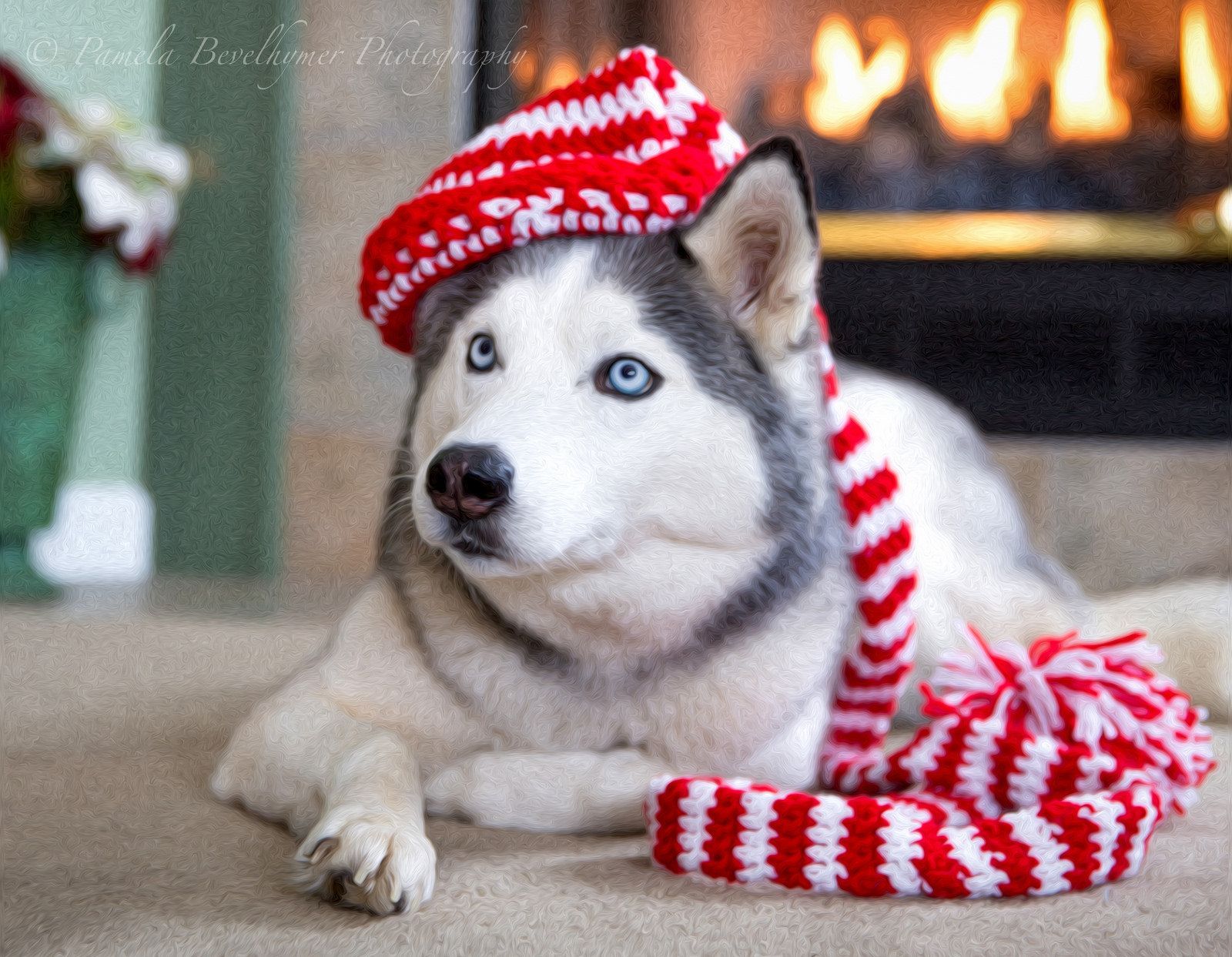 Siberian Husky with Christmas Hat. Husky, Siberian husky, Christmas hat