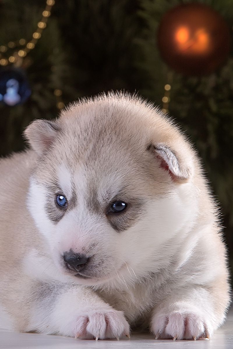 Download Wallpaper 800x1200 Husky, Puppy, Christmas Balls, Spruce Iphone 4s 4 For Parallax HD Background