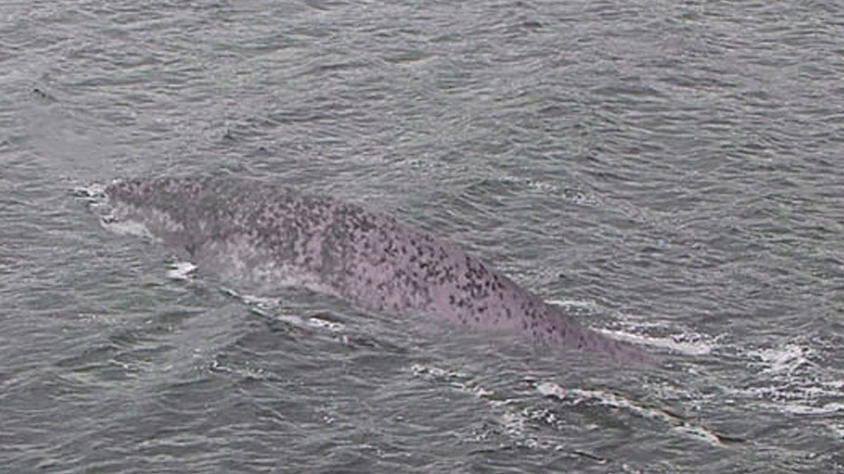 Loch Ness Monster Sighting Goes Viral