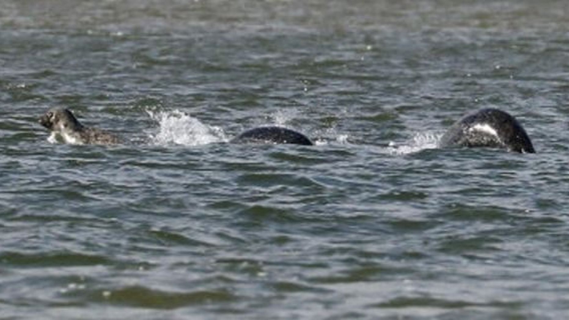 Does this picture show the Loch Ness Monster?