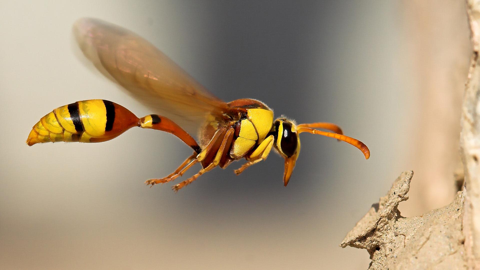 Hornet Insect Wallpaper FREE Picture
