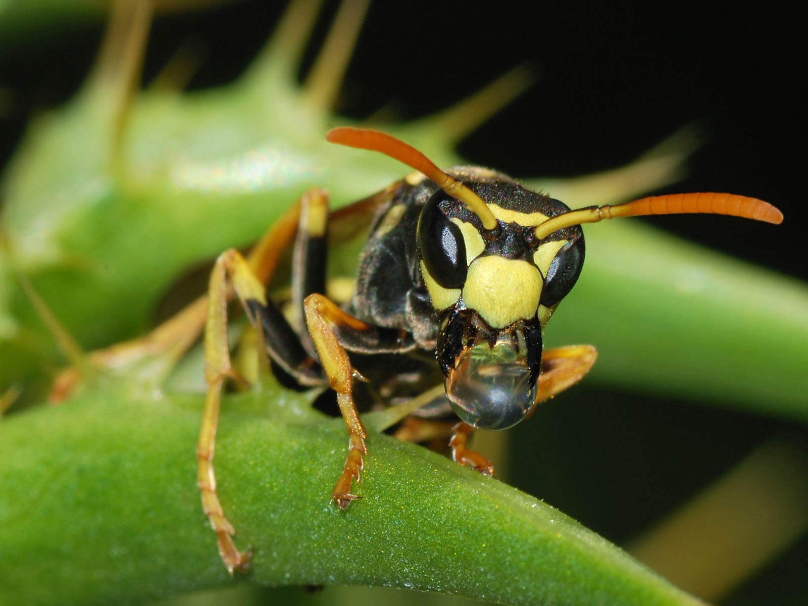 Free Wasp Wallpaper download