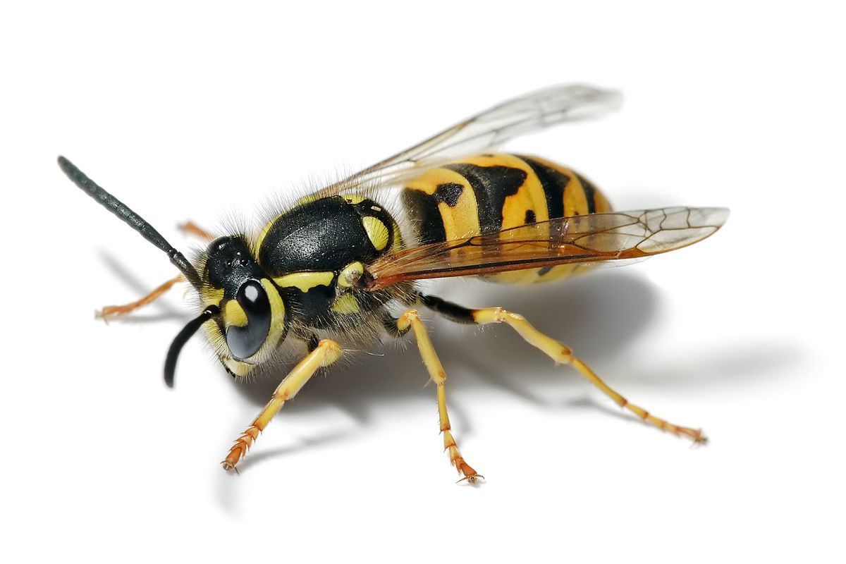 European wasp white