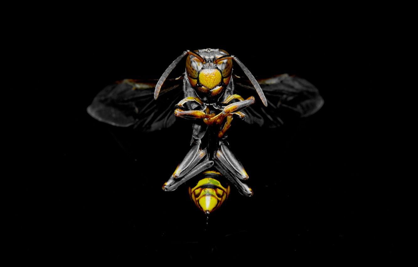 Wallpaper China, China, OSA, wasp, royal wasp, Royal wasp image for desktop, section животные