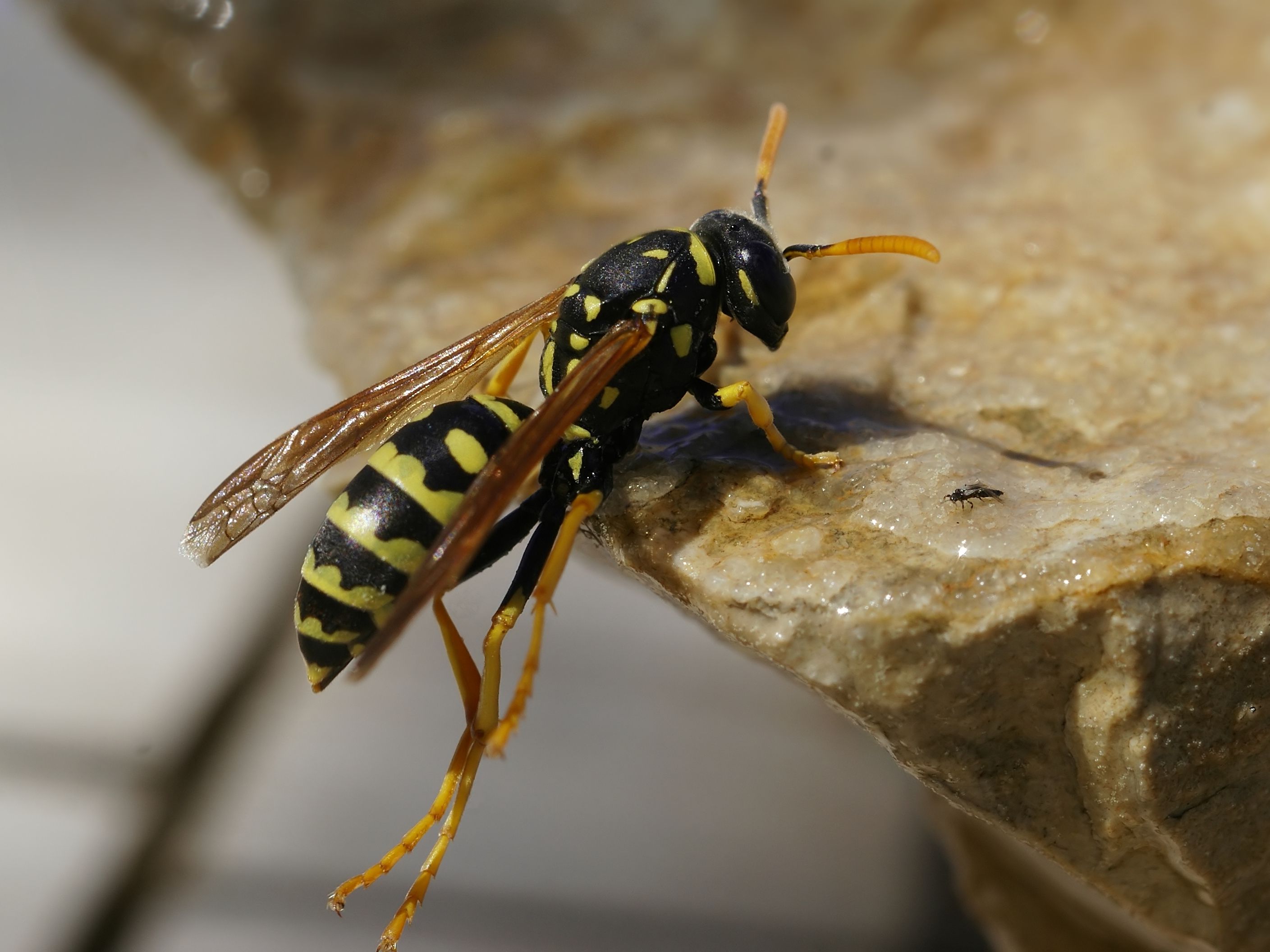 animals insects wasp 2817x2112 wallpaper High Quality Wallpaper, High Definition Wallpaper