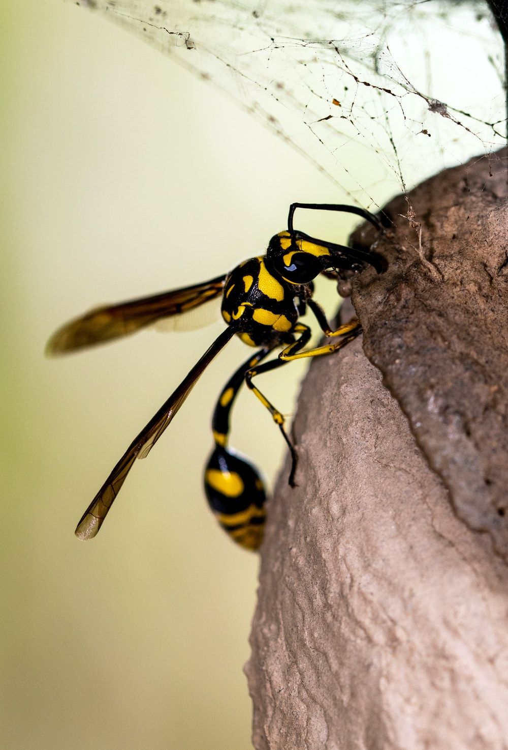 Wasp Nest Picture. Download Free Image