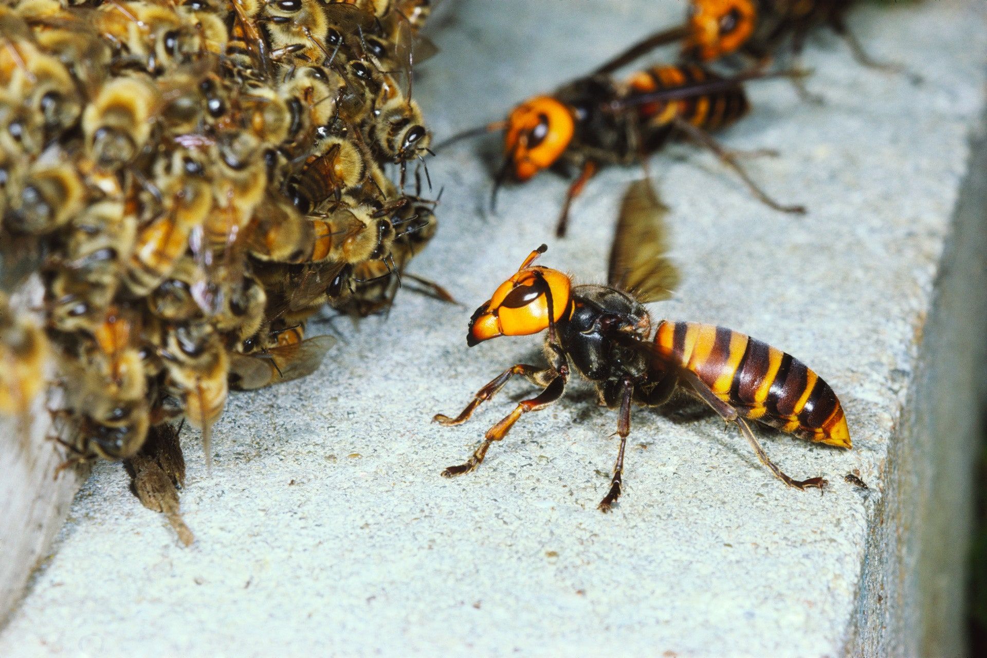 Absurd Creature Of The Week: The Huge, Bee Decapitating Hornet That Can't Survive Group Hugs