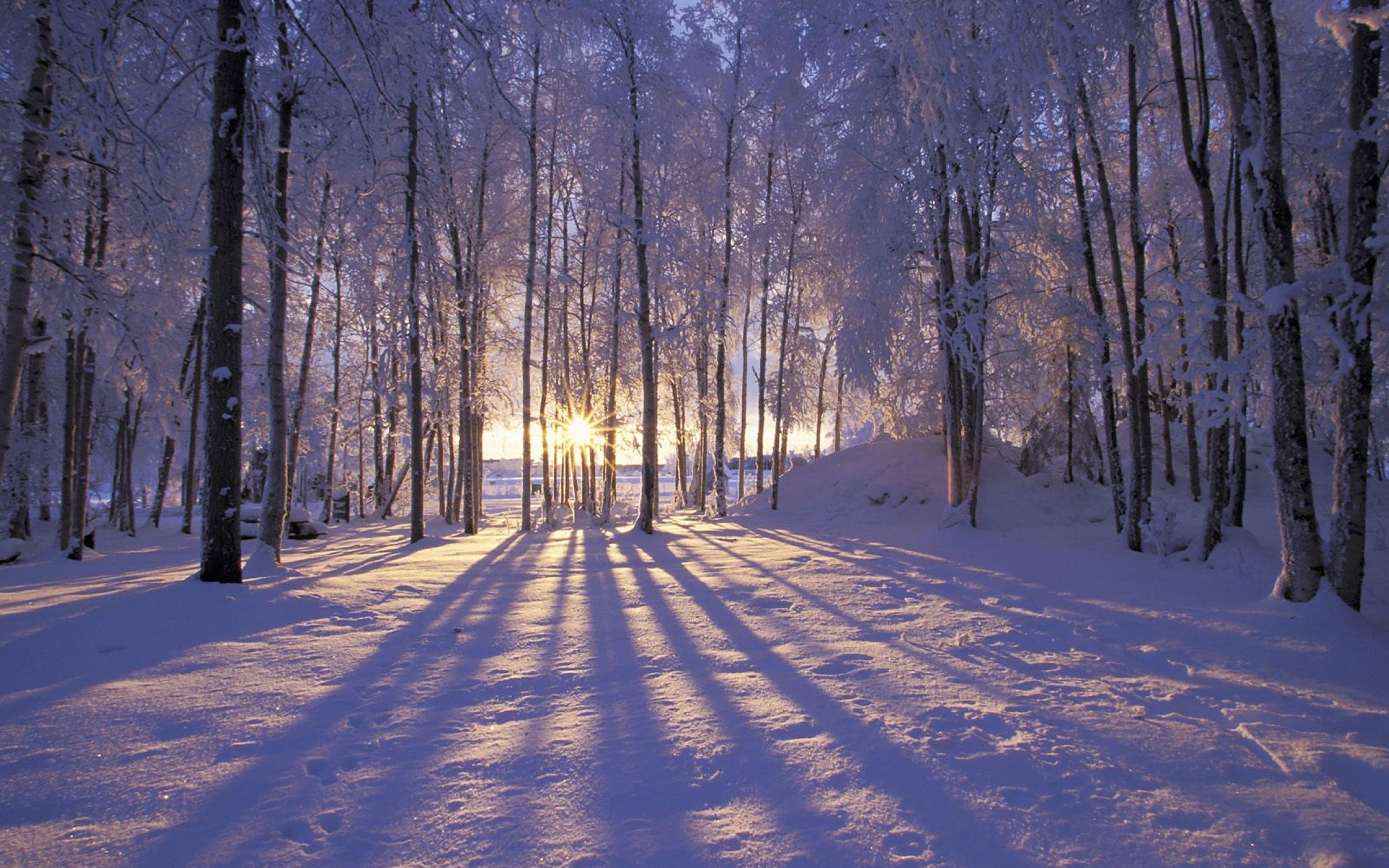Download Wallpaper 3840x2400 Sun, Morning, Wood, Trees, Shades, Snow, Winter Ultra HD 4K HD Background. Winter landscape, Winter scenery, Winter picture
