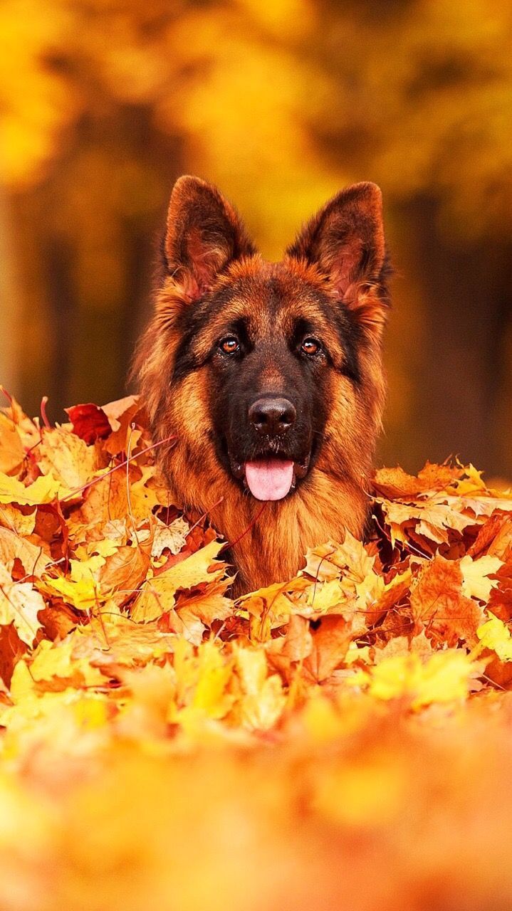 Fall German Shepherd Wallpapers - Wallpaper Cave