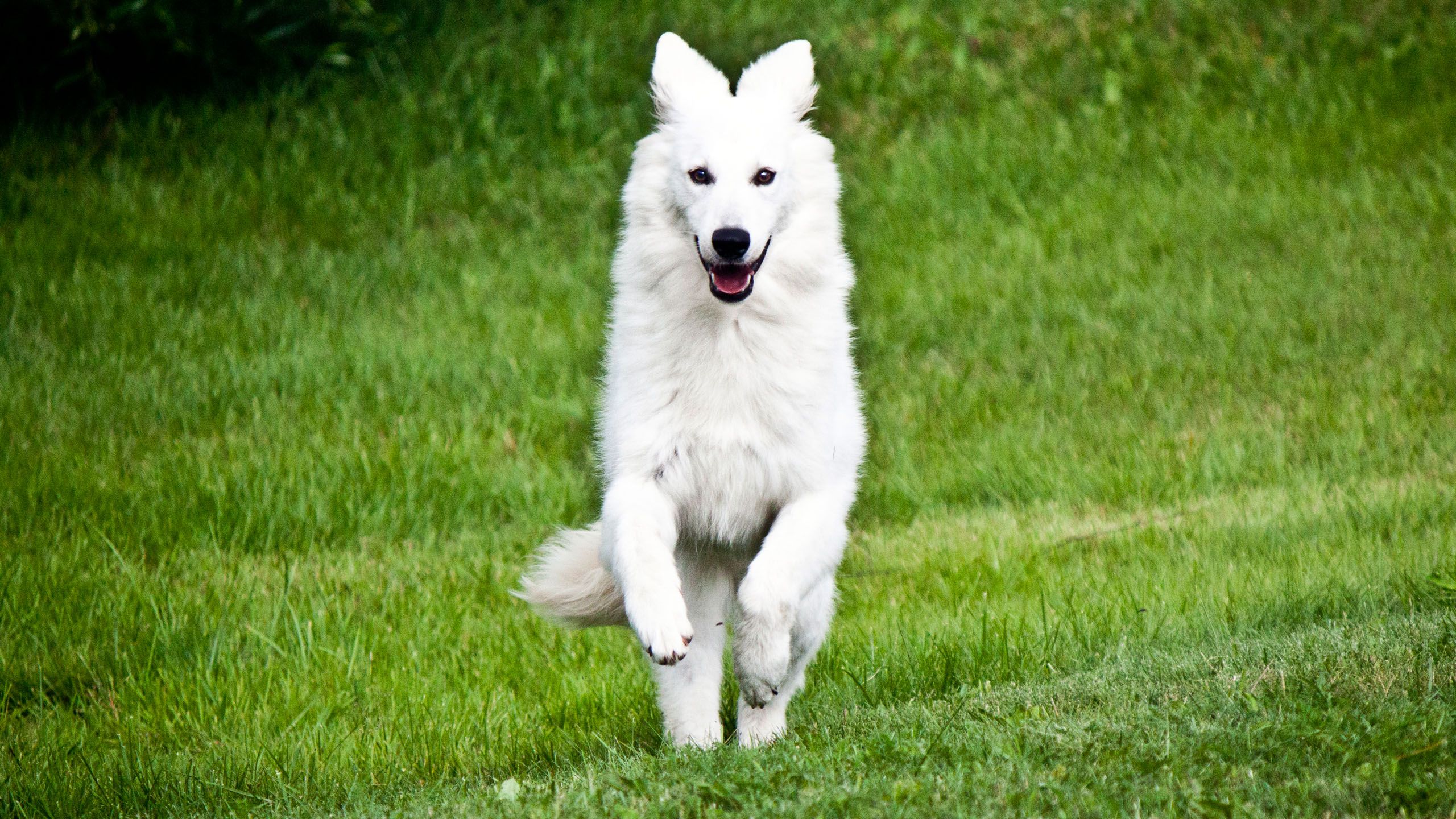White German Shepherd Wallpaper