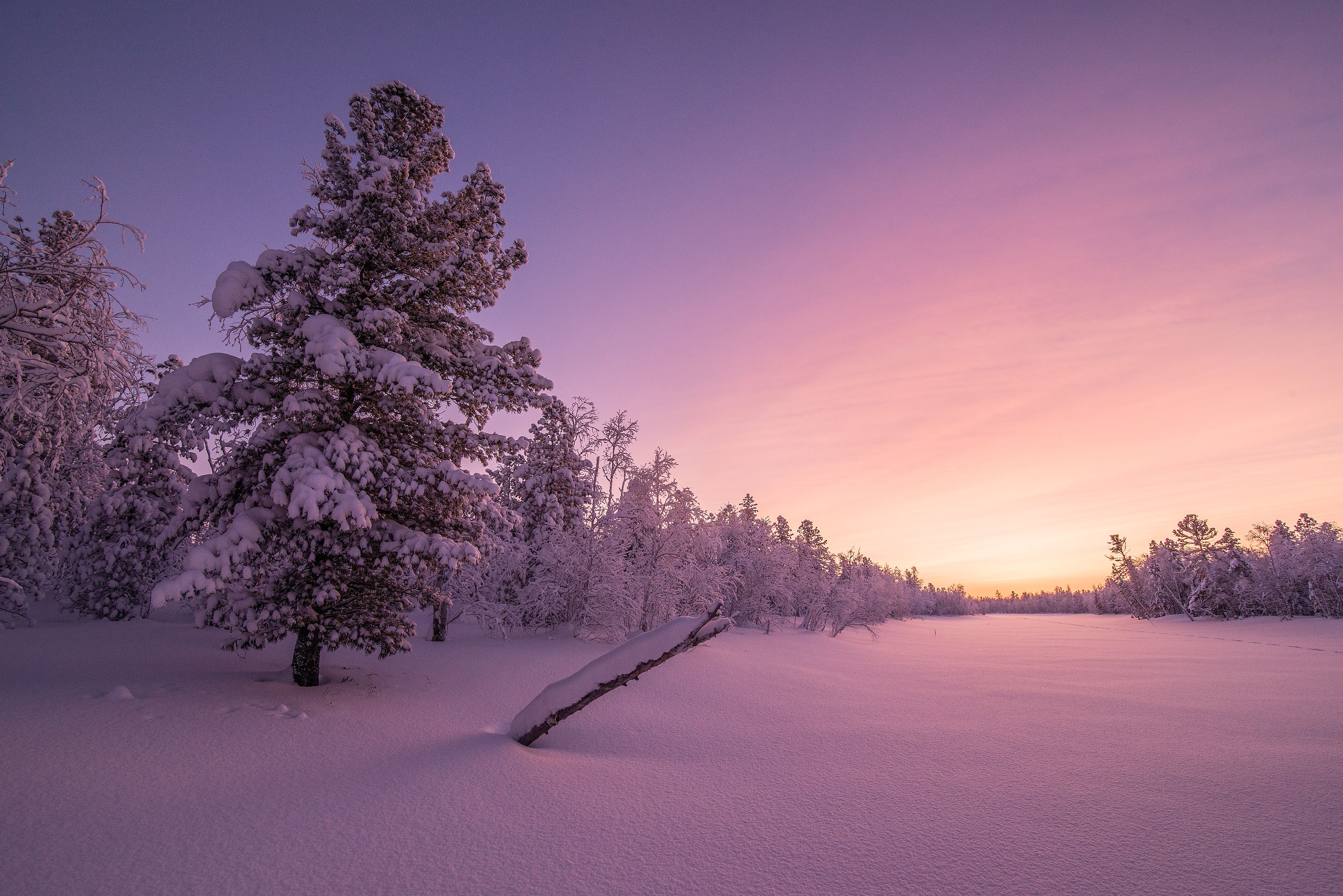 #Frosty, #Morning, K, #Winter forest, #Sunrise