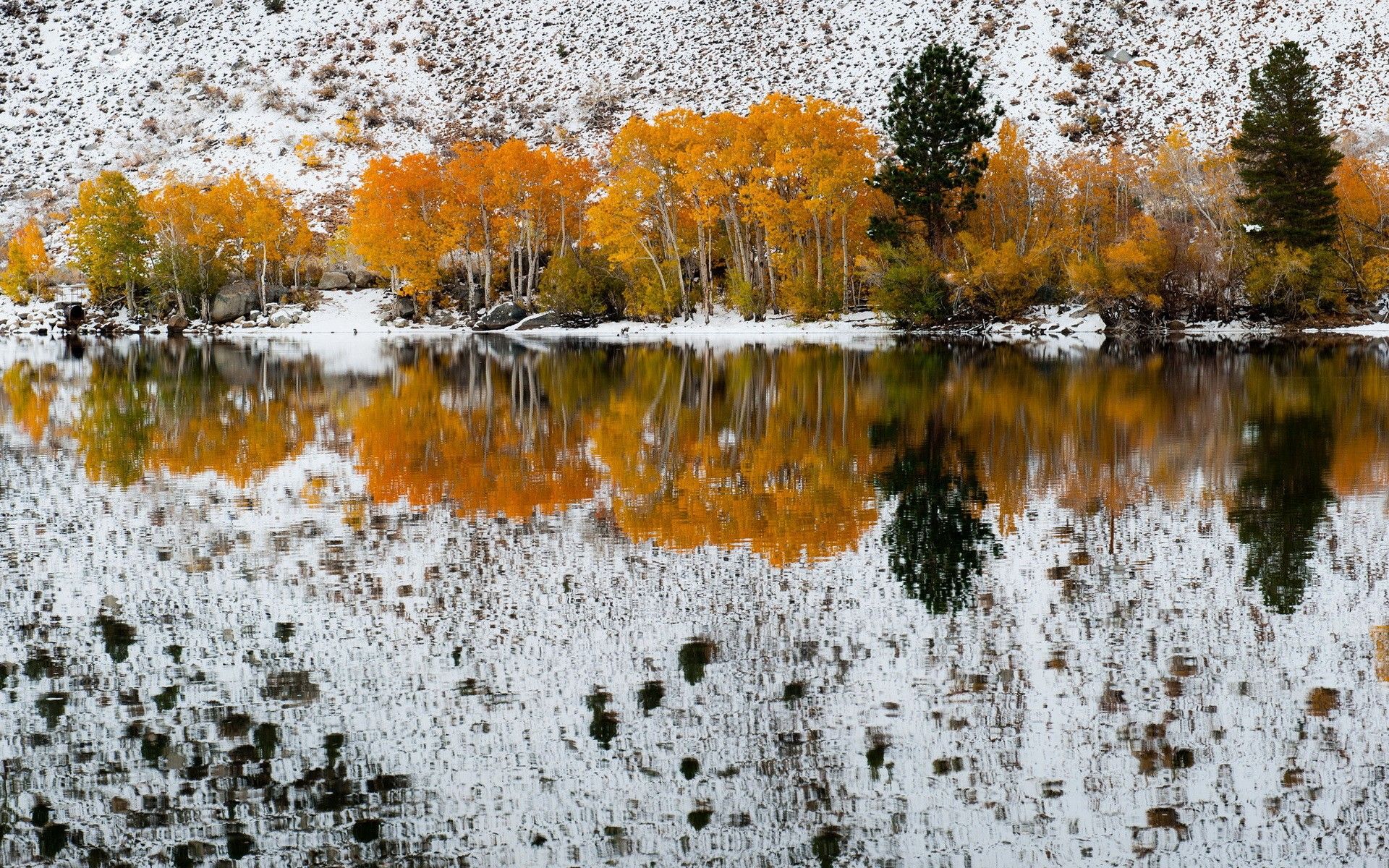 Autumn trees on the background of the first snow reflected in the water wallpaper and image, picture, photo