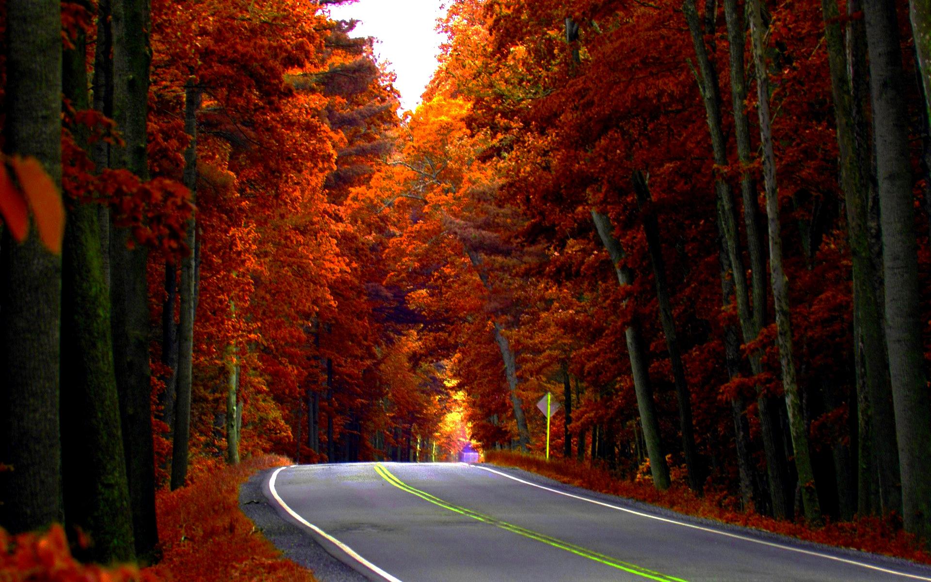 Road in autumn forest. RT.42. wallpaper v.2.6 jpeg
