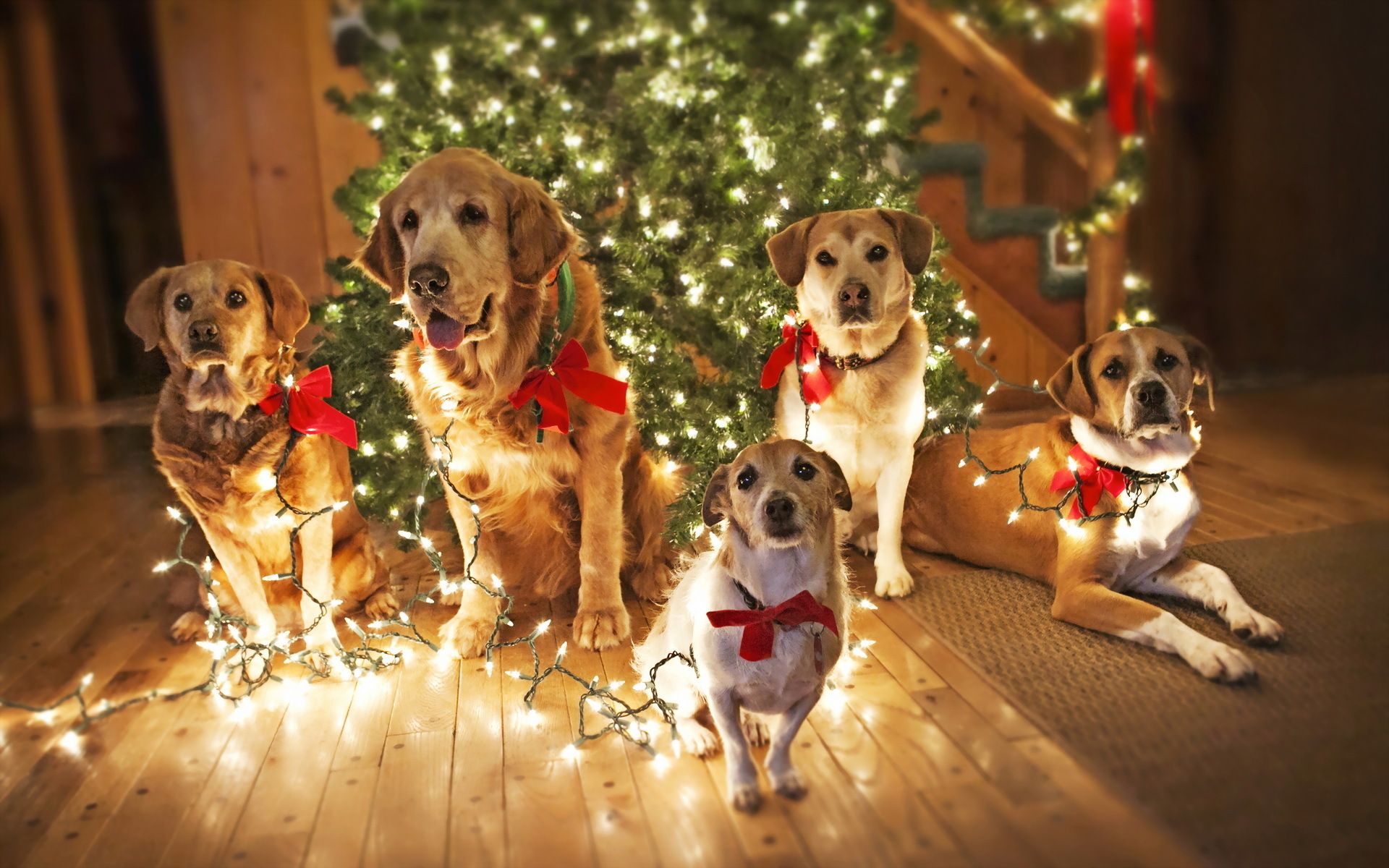 Animals Widewallpaper Merry Christmas Desktop Wallpaper Dogs