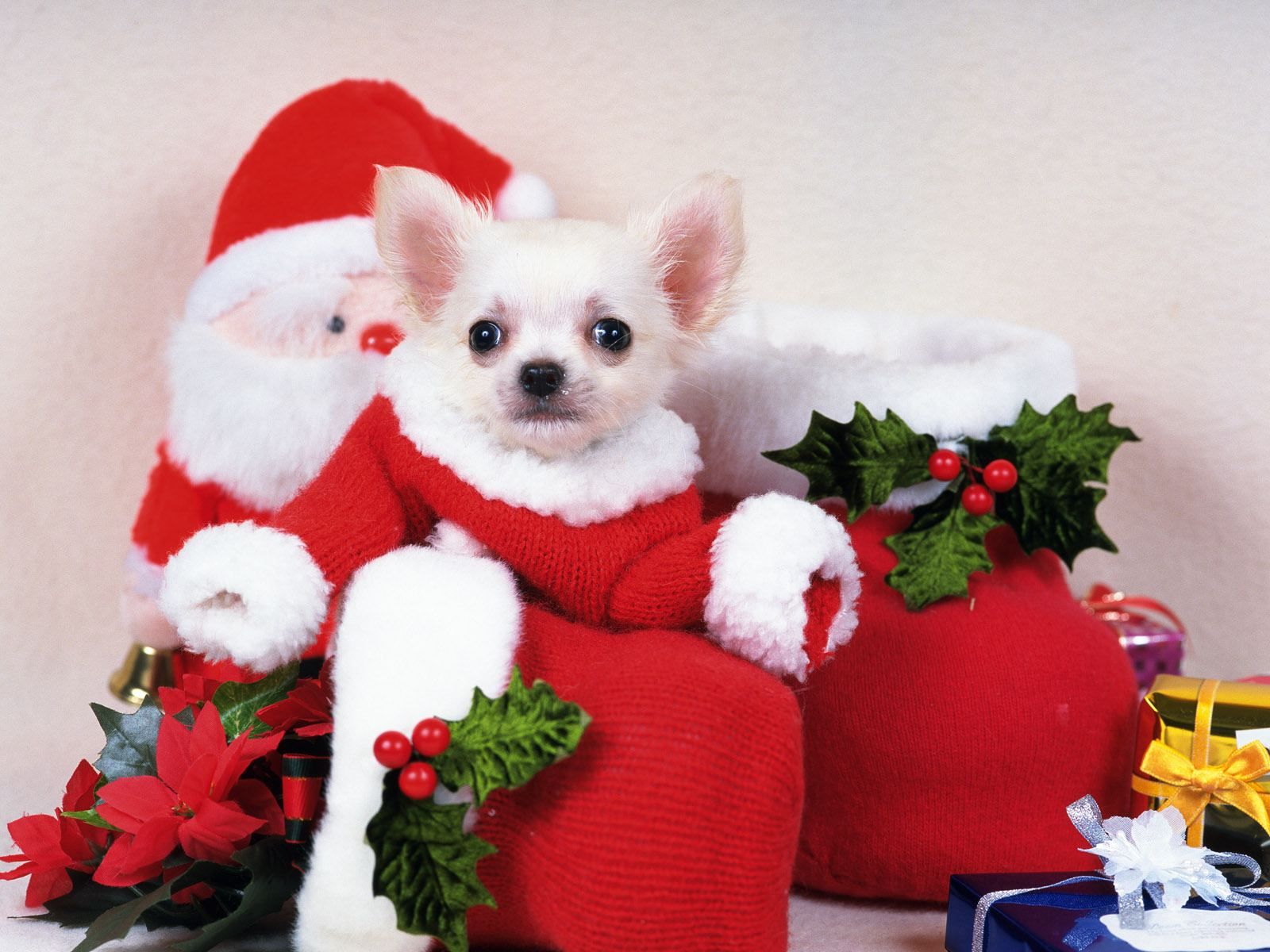 Cute Merry Christmas Wallpaper Cats And Dogs Cars Wallpaper