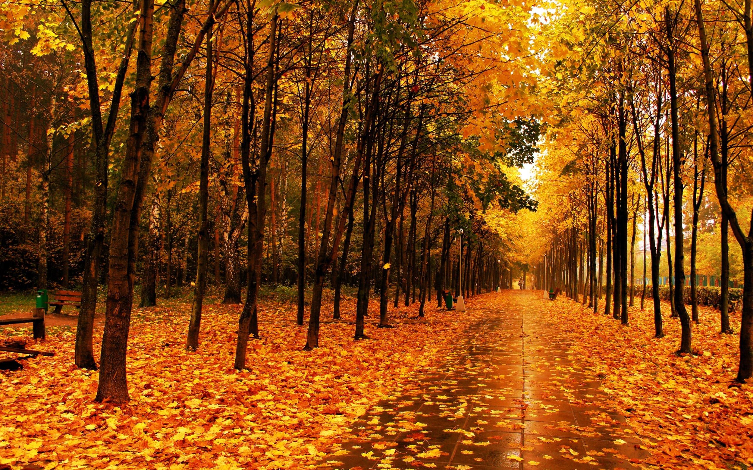 Autumn Park The Avenue Wallpaper [2560x1600]