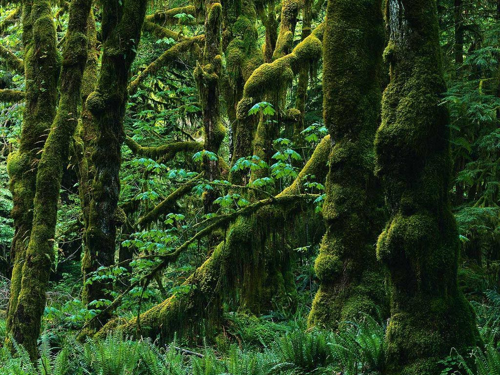 In an old forest, covered in moss. Nature, Beautiful forest, Forest