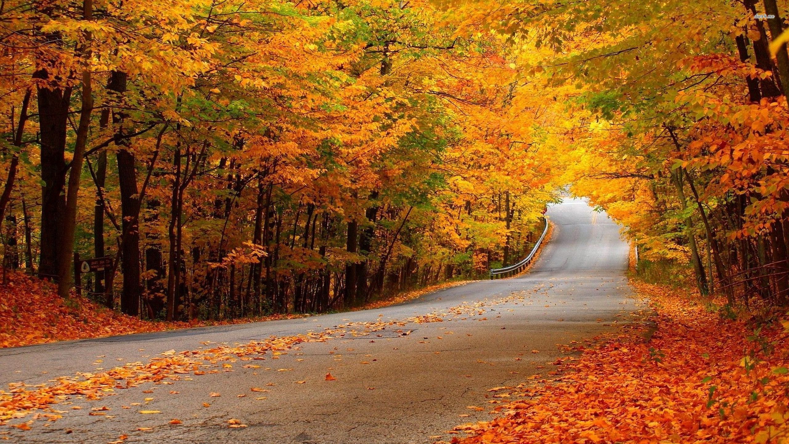 Roadumn woods HD wallpaper. Autumn forest, Nature picture, Landscape