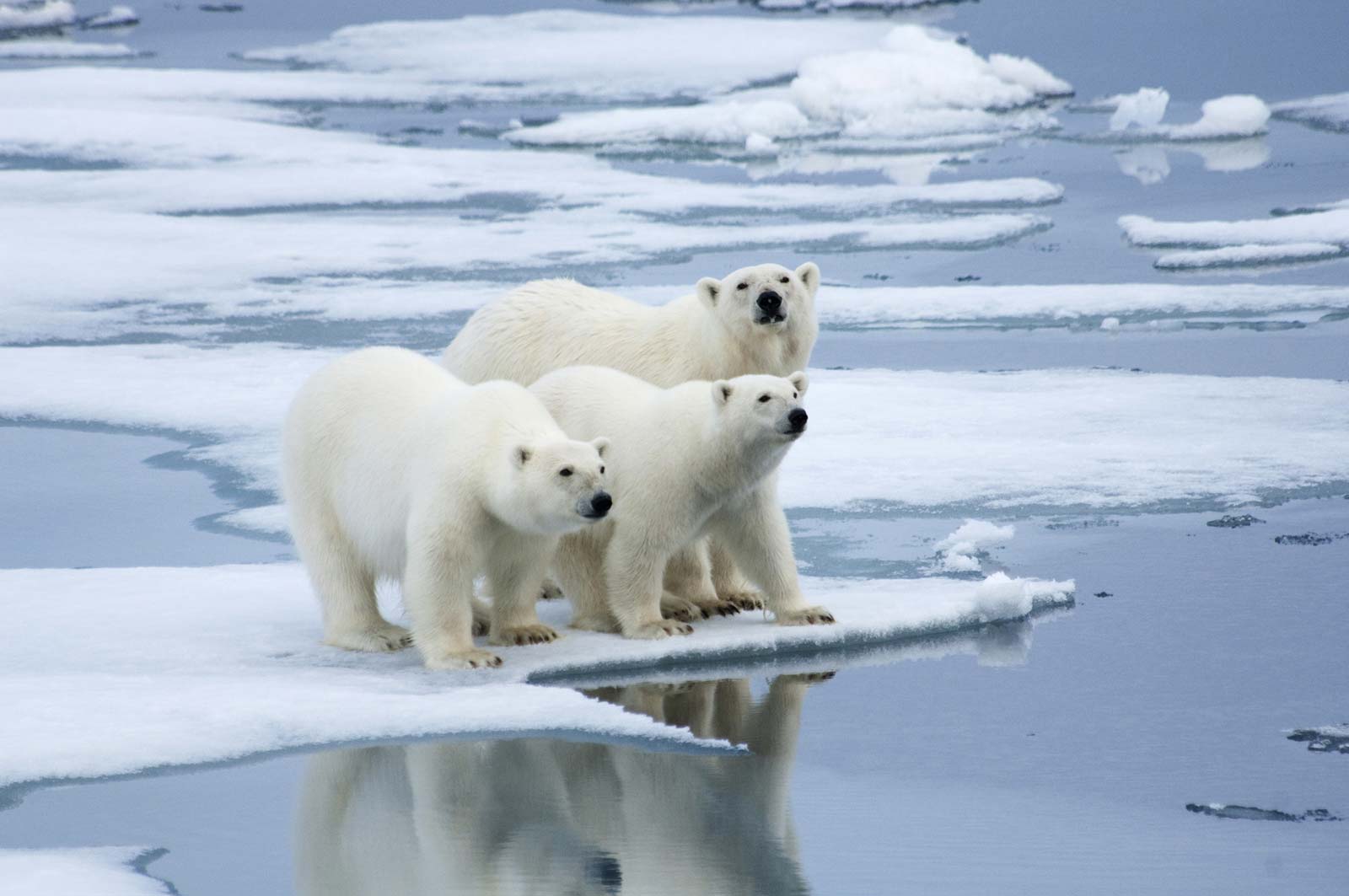 polar bear. Description, Habitat, & Facts
