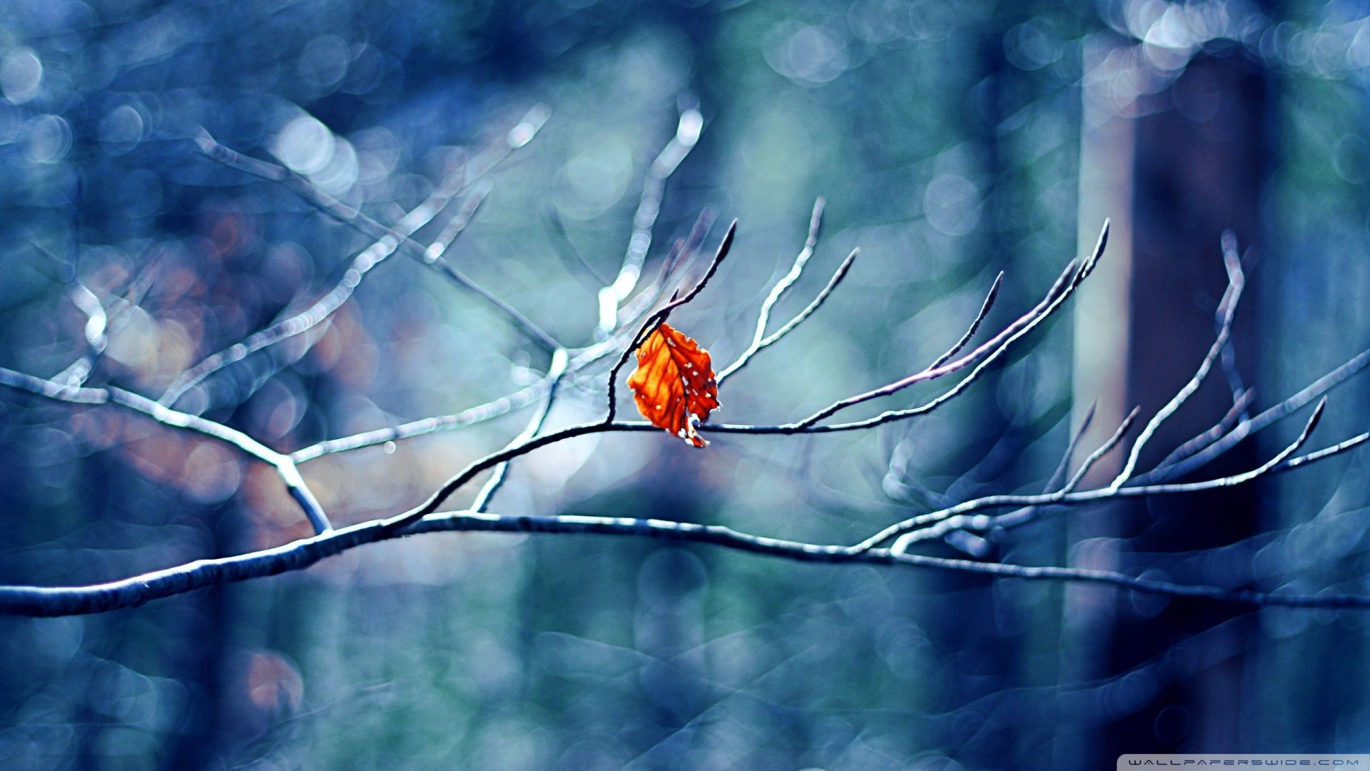 Download Before Winter Begins Wallpaper 1920x1080