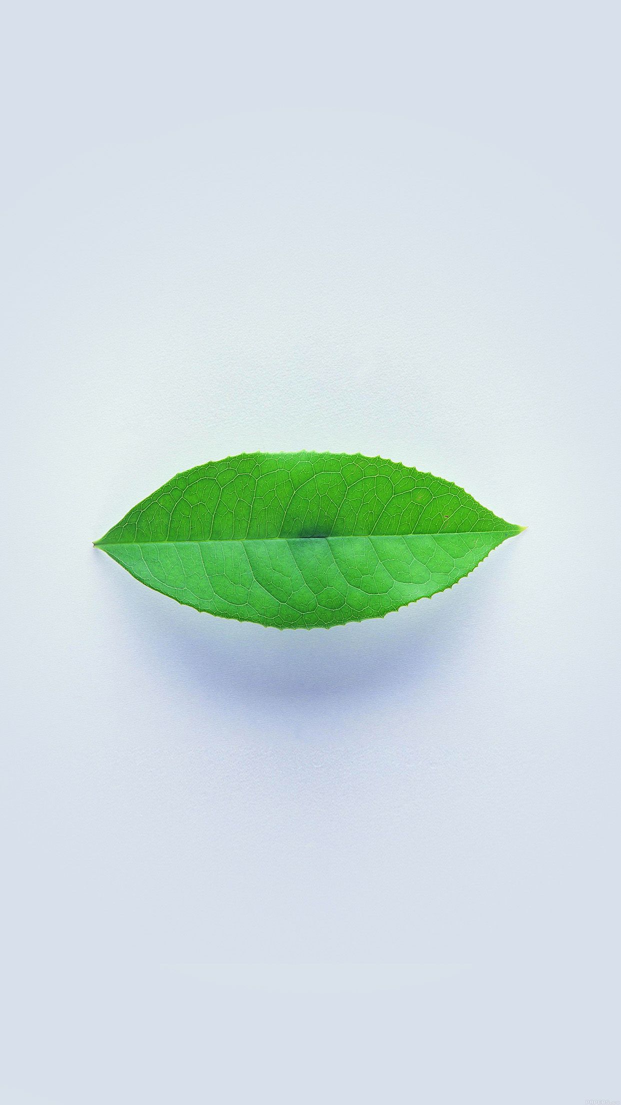 Green Leaf Minimal Nature Art Android wallpaper HD wallpaper