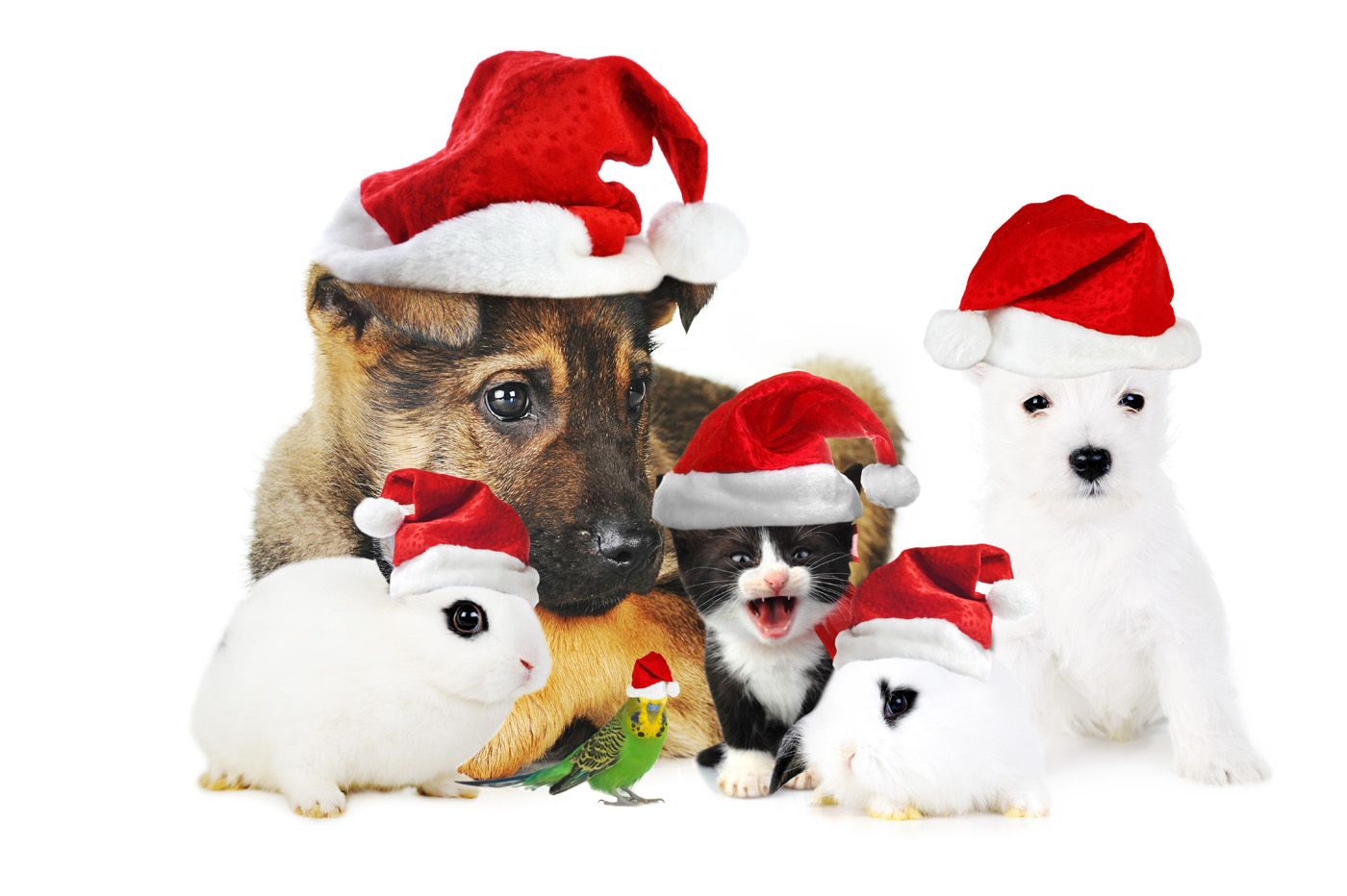 Google Image Result For Achtergronden Achtergronden Kerst Animaatjes Kerst 7946. Pet Christmas Picture, Christmas Animals, Christmas Dog