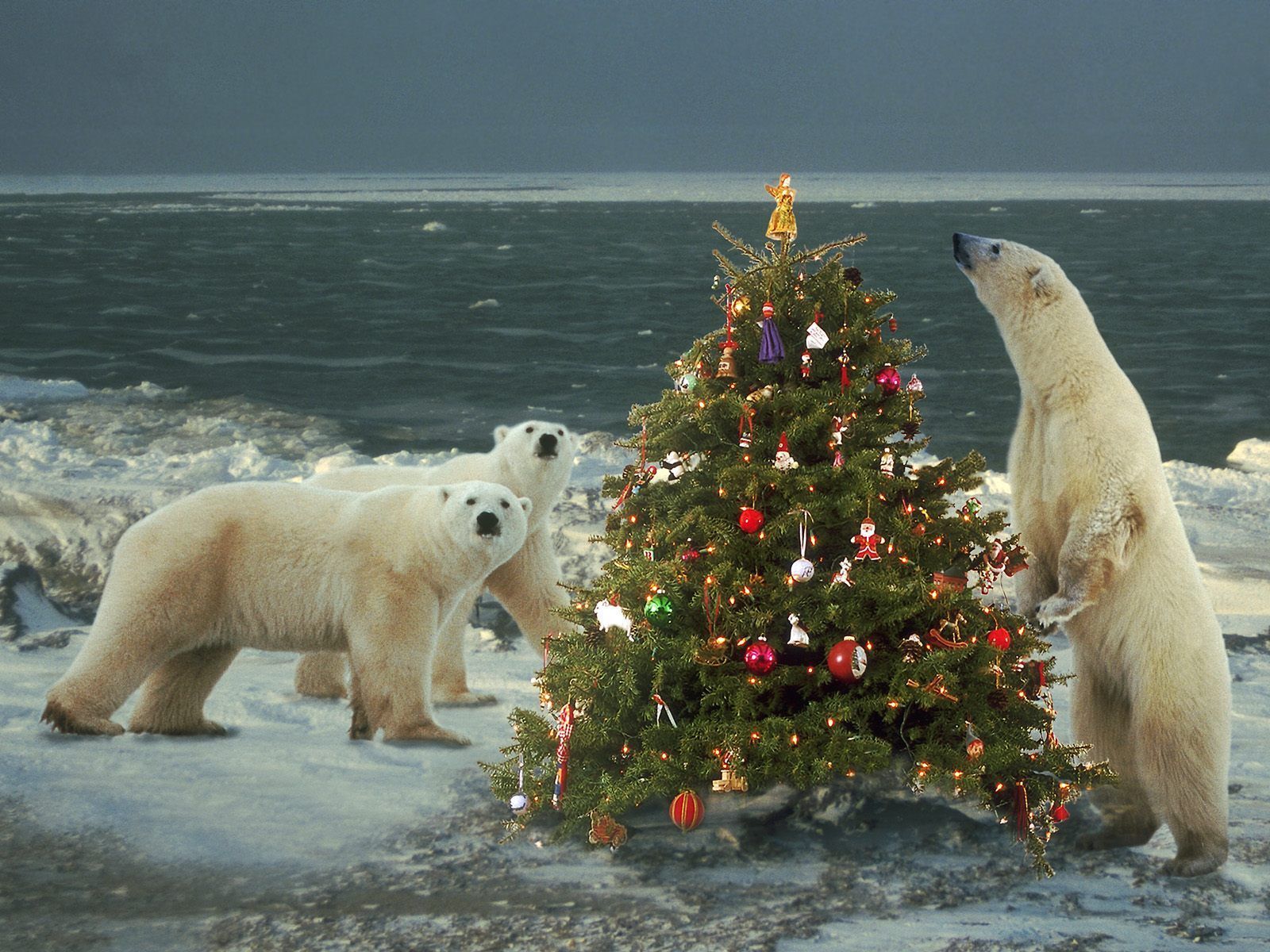 Polar Bear Christmas Wallpaper Free Polar Bear Christmas Background
