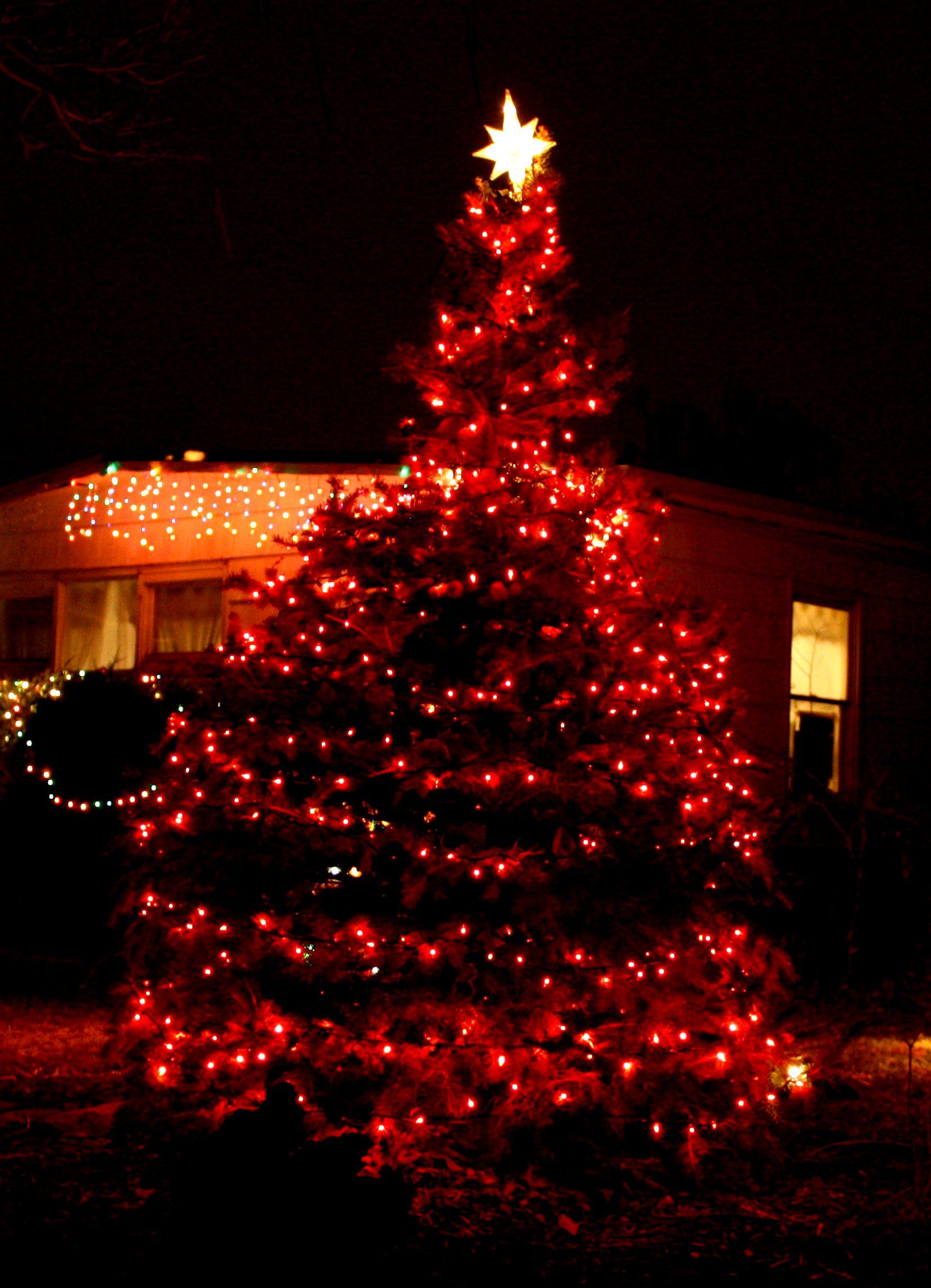 Christmas Tree with Red Lights Picture. Free Photograph. Photo Public Domain