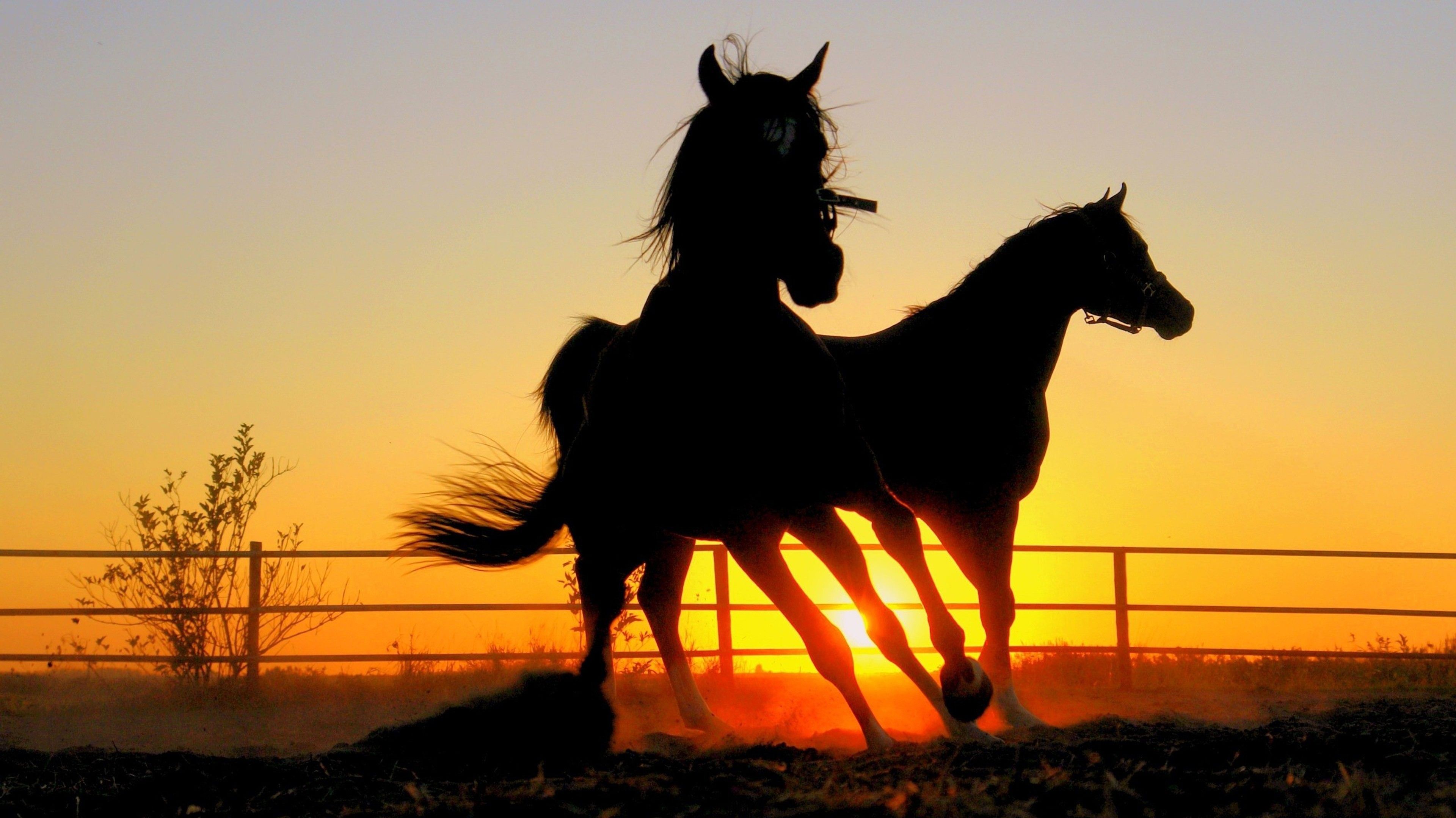 Aesthetic Sunset Horse Wallpapers Wallpaper Cave