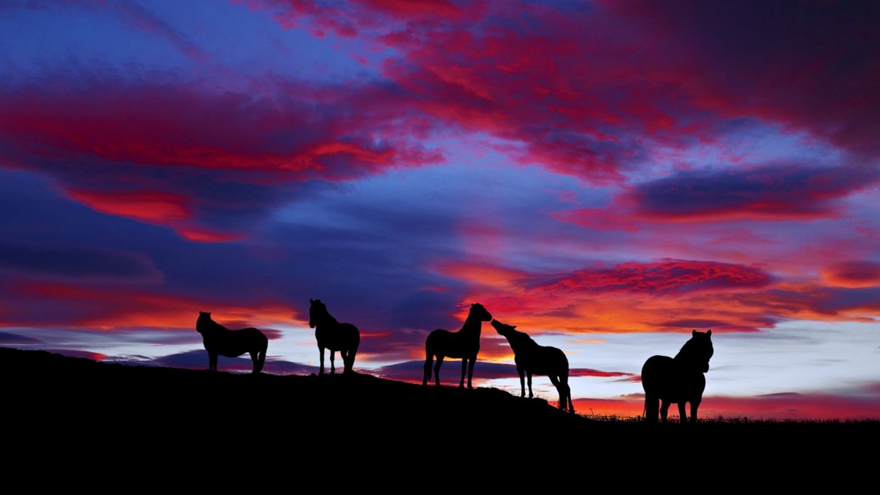 Aesthetic Sunset Horse Wallpapers - Wallpaper Cave