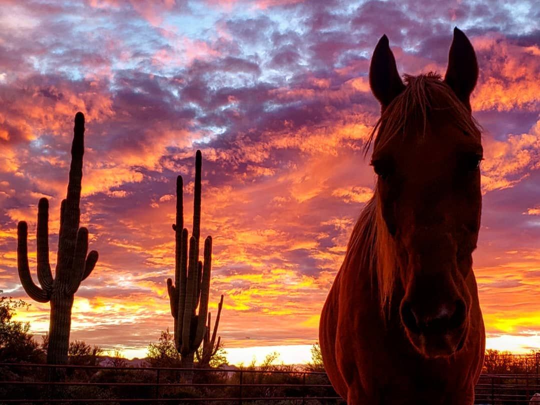 Such a typical Arizona sunset with cactus and horse in the background. Horse background, Majestic animals, Horse photography