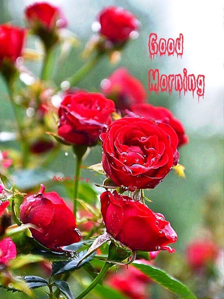 Good Morning With Amazing Red Rose. Good morning image, Good morning wallpaper, Morning image
