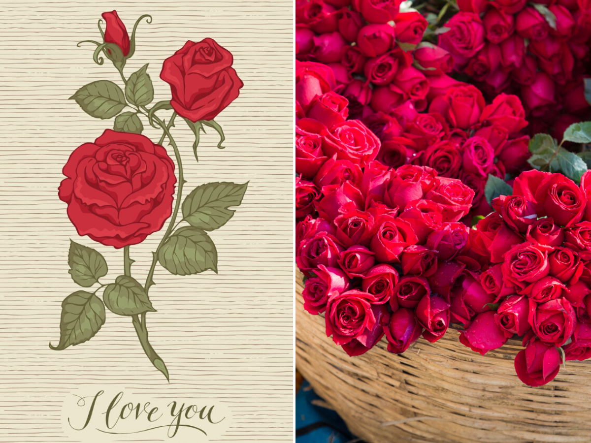 Happy Rose Day 2020: Wishes, Messages, Quotes, Image, Facebook & Whatsapp statuses of India