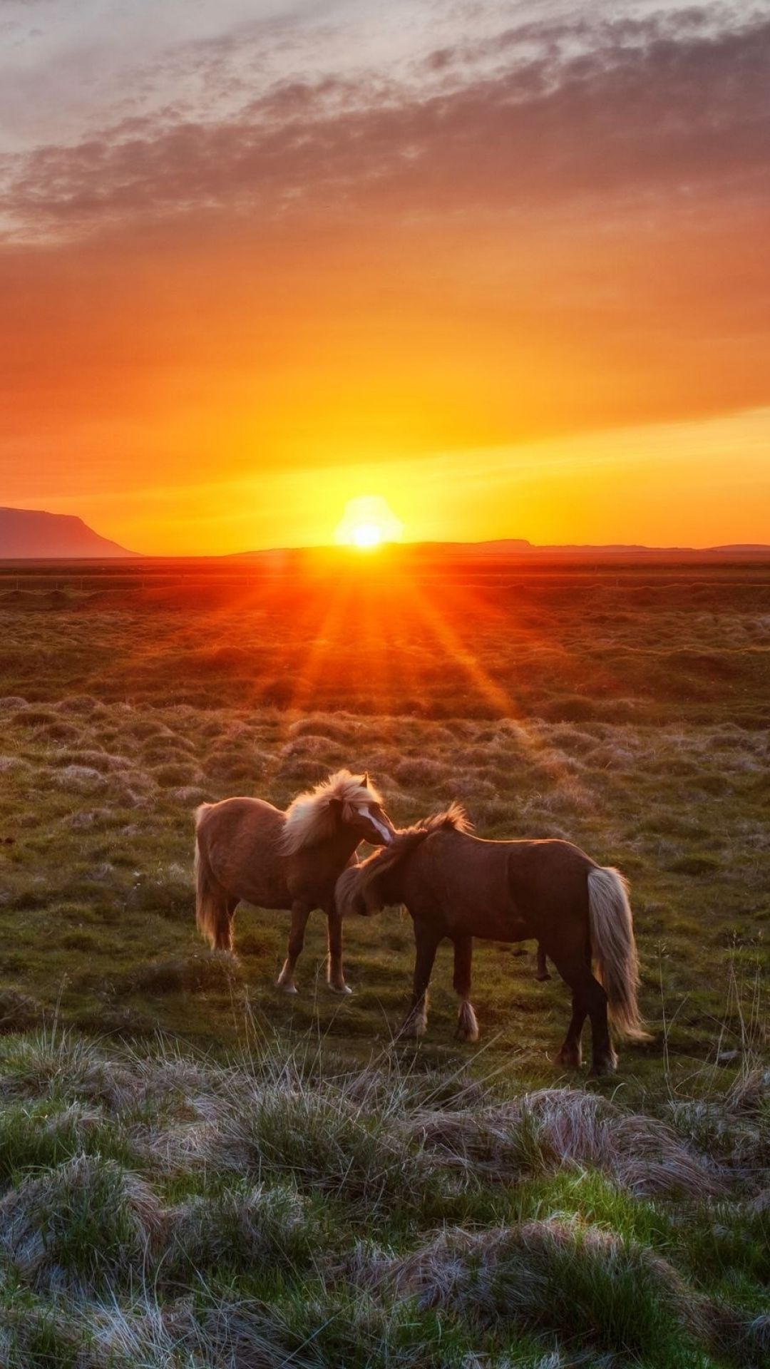 Aesthetic Sunset Horse Wallpapers - Wallpaper Cave