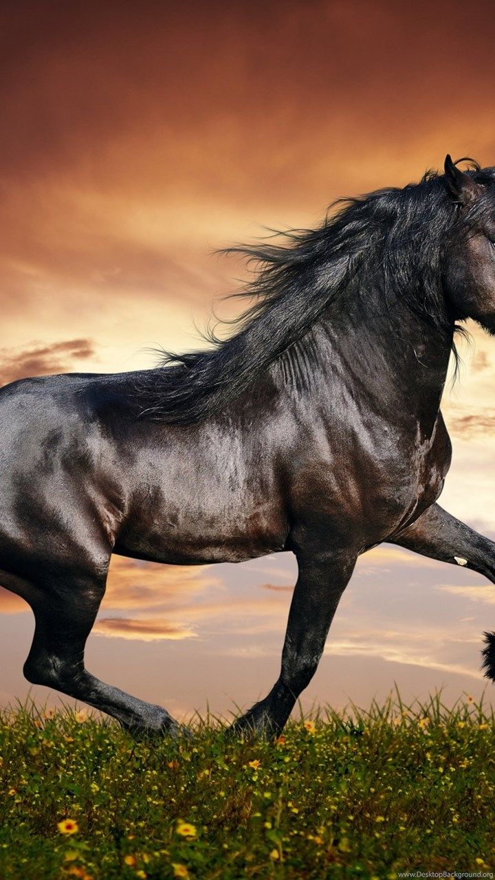 Aesthetic Sunset Horse Wallpapers - Wallpaper Cave