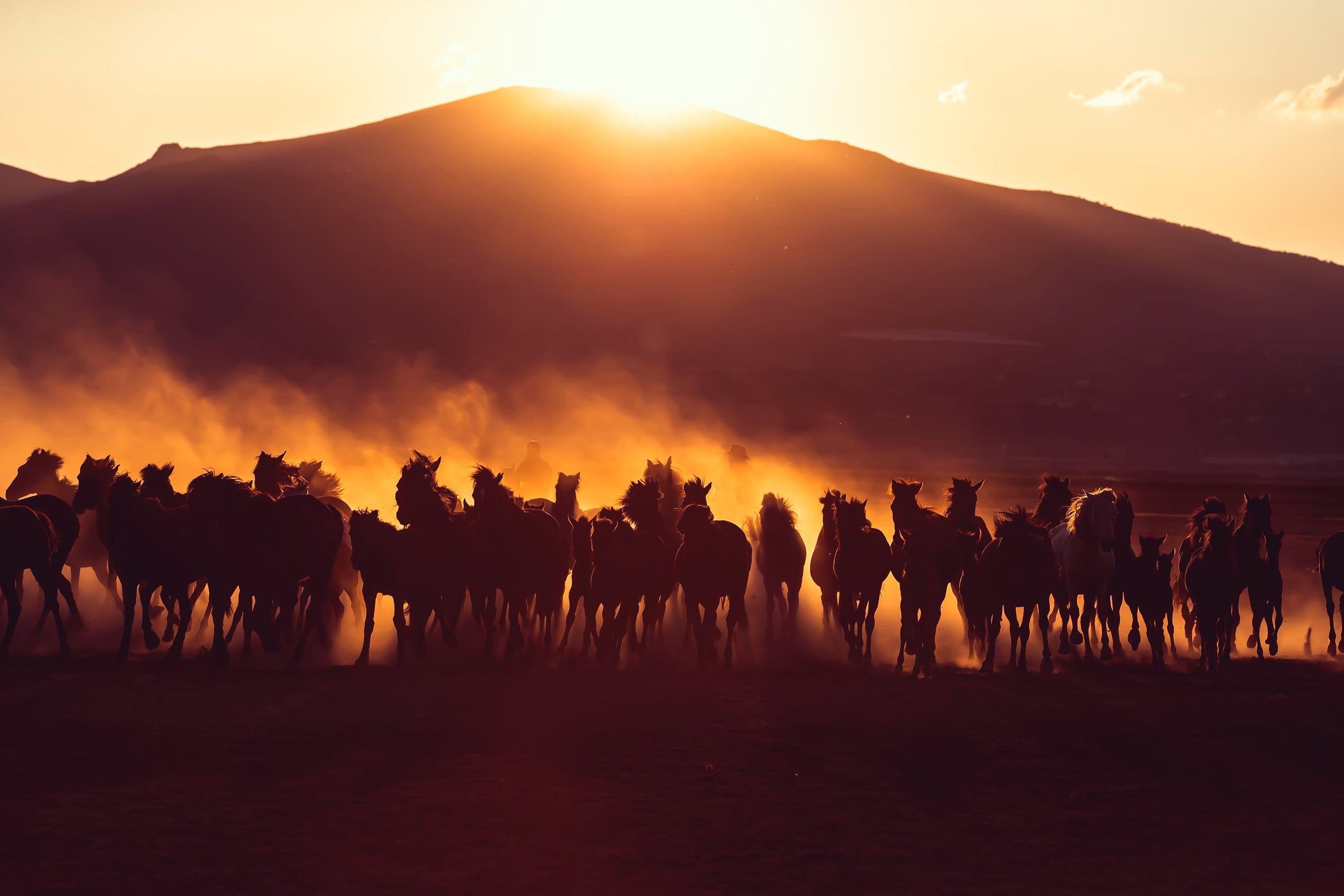 Horses 4K wallpaper for your desktop or mobile screen free and easy to download