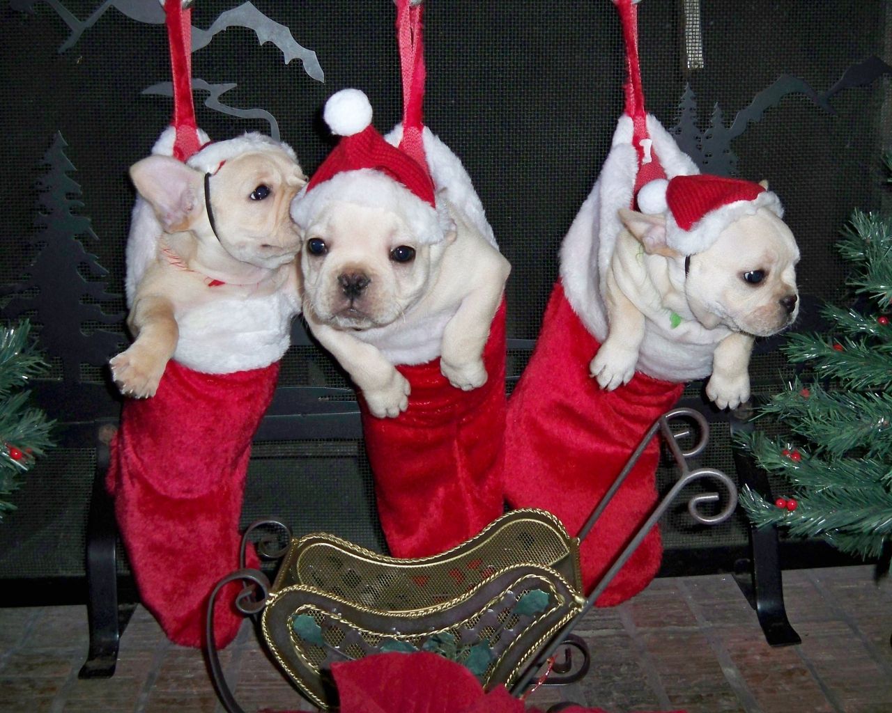 Christmas French Bulldogs Wallpapers - Wallpaper Cave