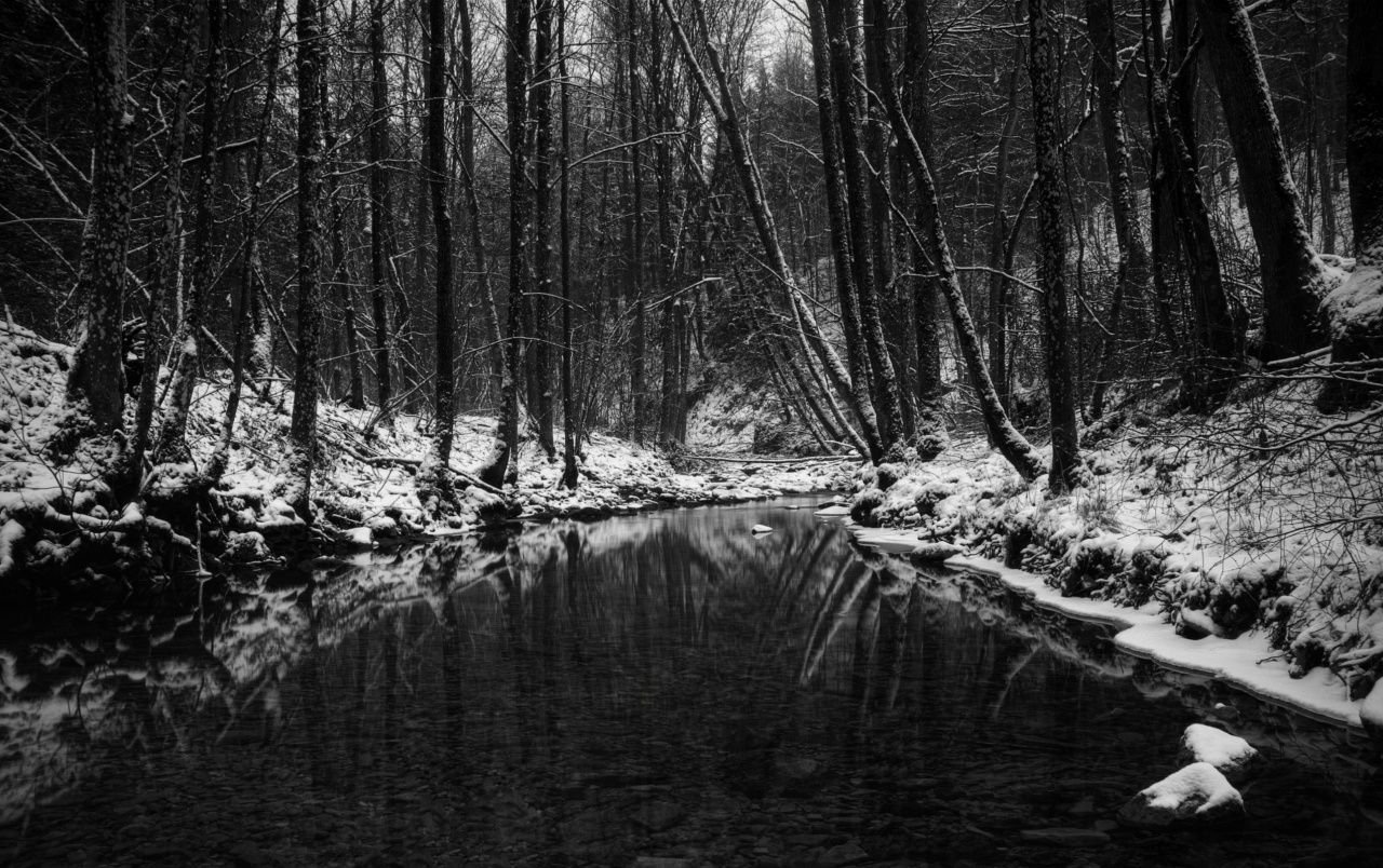 Winter in black and white wallpaper. Winter in black and white