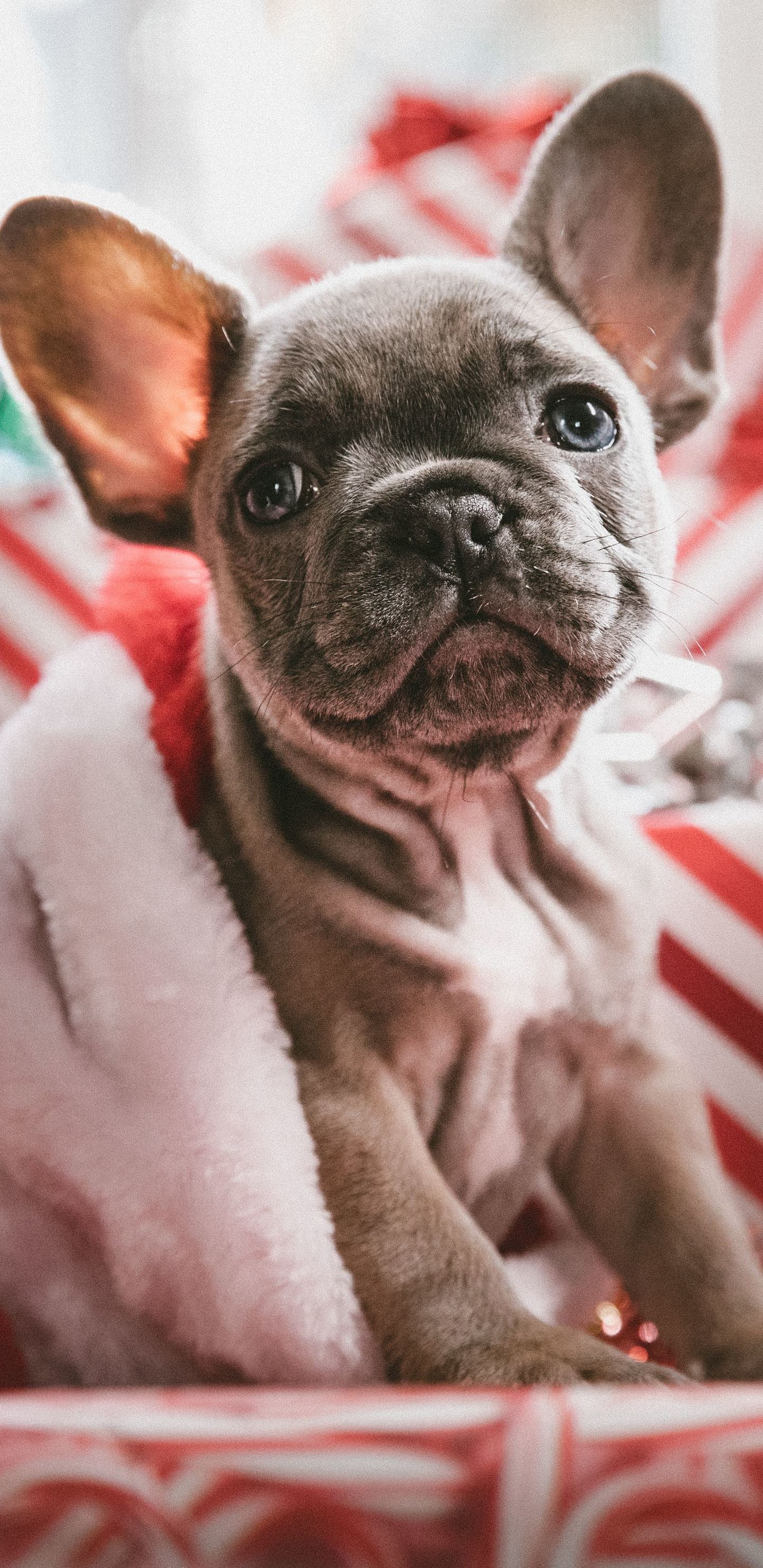 Christmas French Bulldogs Wallpapers - Wallpaper Cave
