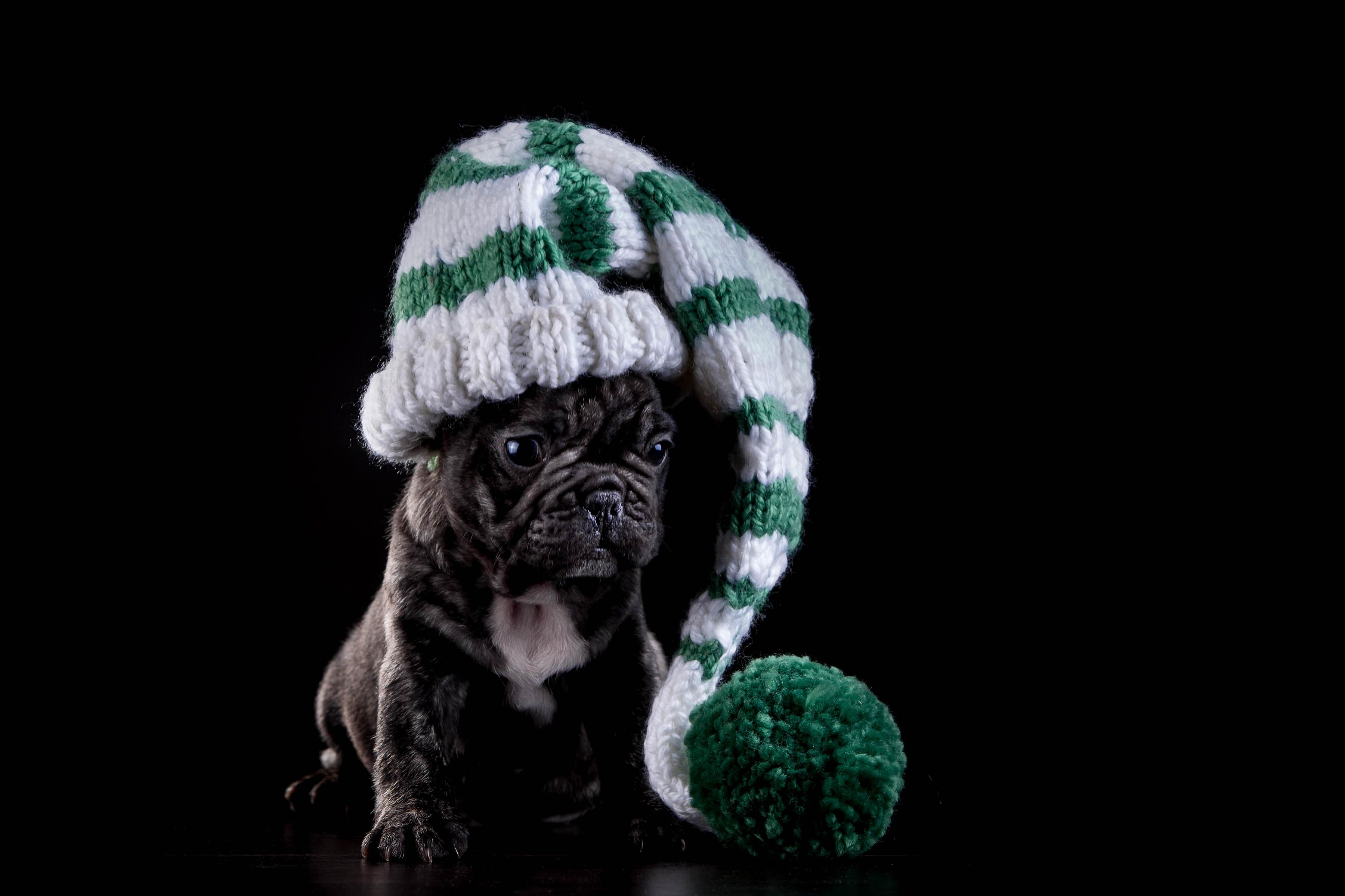 Christmas French Bulldogs Wallpapers - Wallpaper Cave