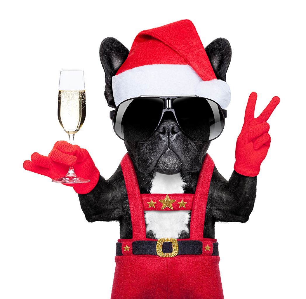 Desktop Wallpaper Bulldog French Bulldog dog Christmas Glove Wine