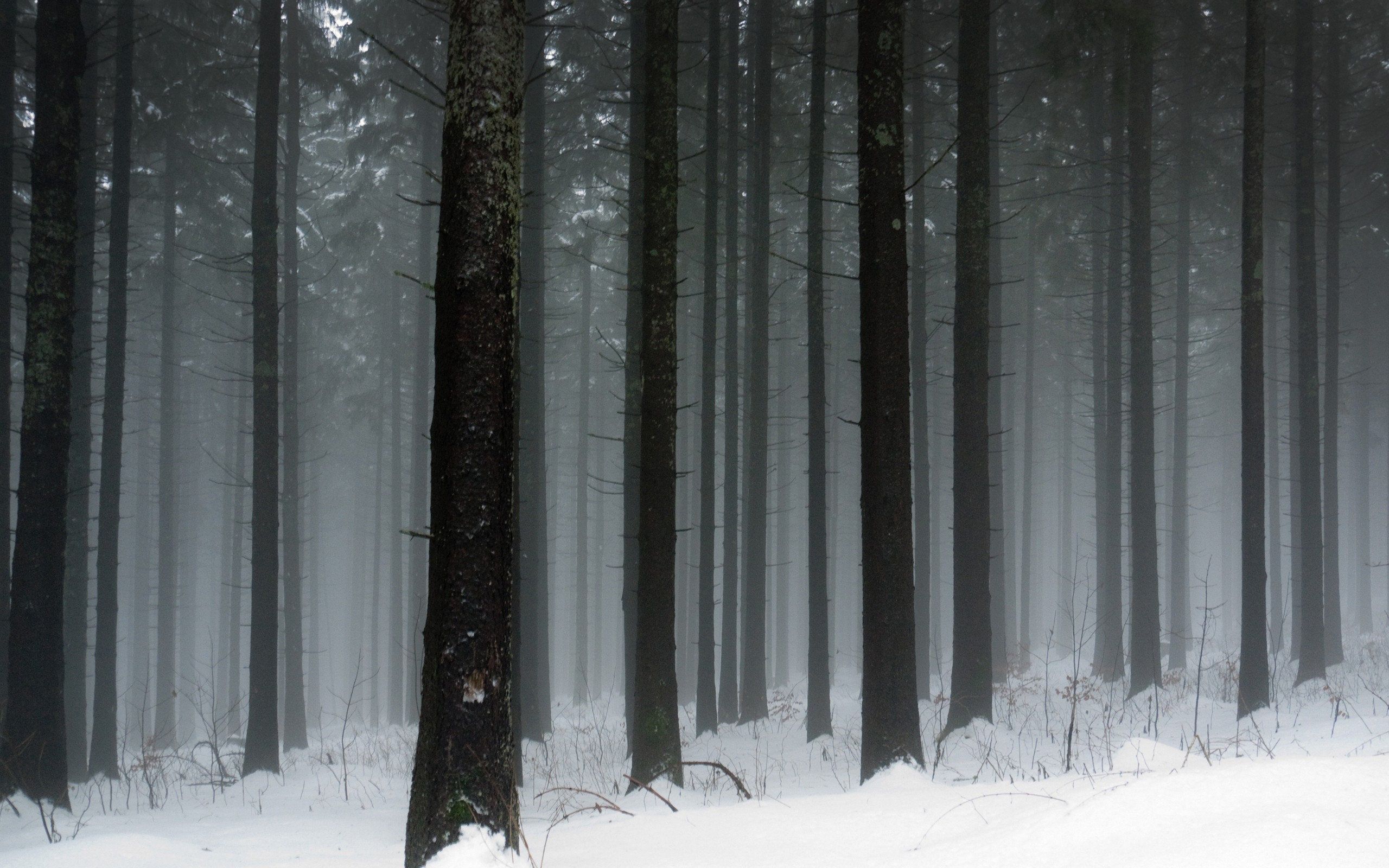 dark winter woods forest, Forest wallpaper, Winter nature