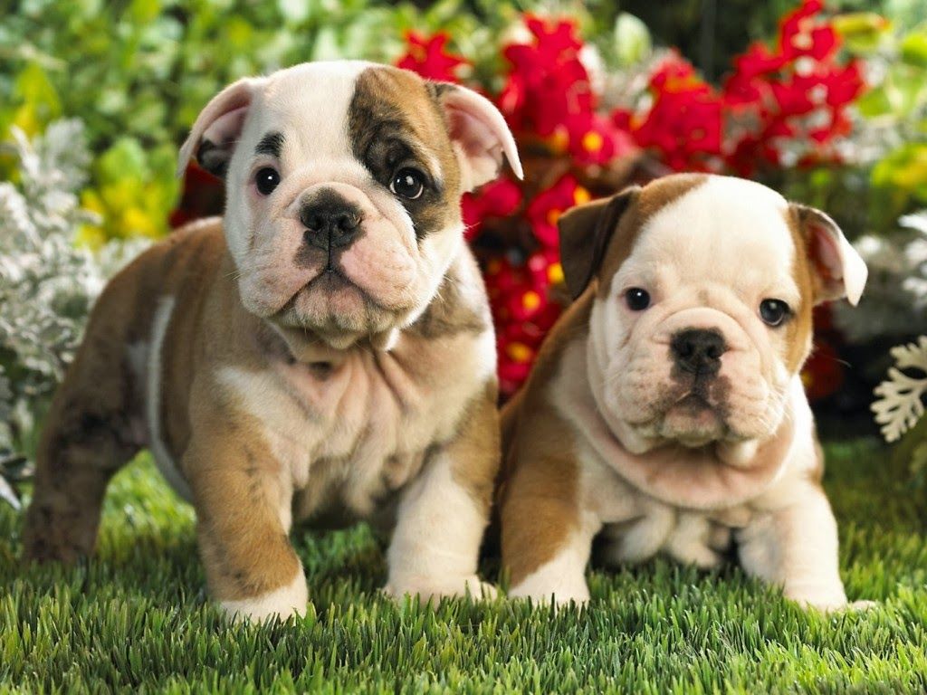 Christmas Wallpaper Year Wallpaper Day Wallpaper: French Bulldog HD Wallpaper