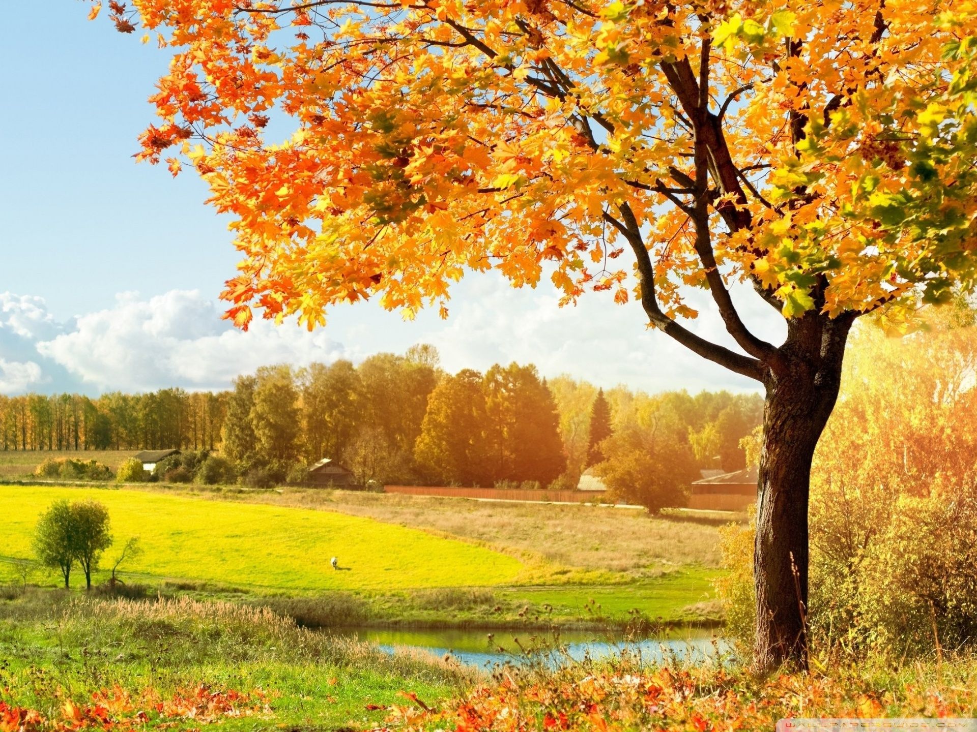 A Beautiful View Of Colorful Autumn Trees Ultra HD Desktop Background Wallpaper for 4K UHD TV, Tablet