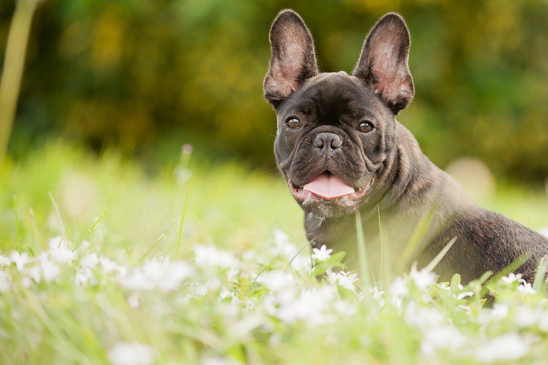 French Bulldogs Wallpaper