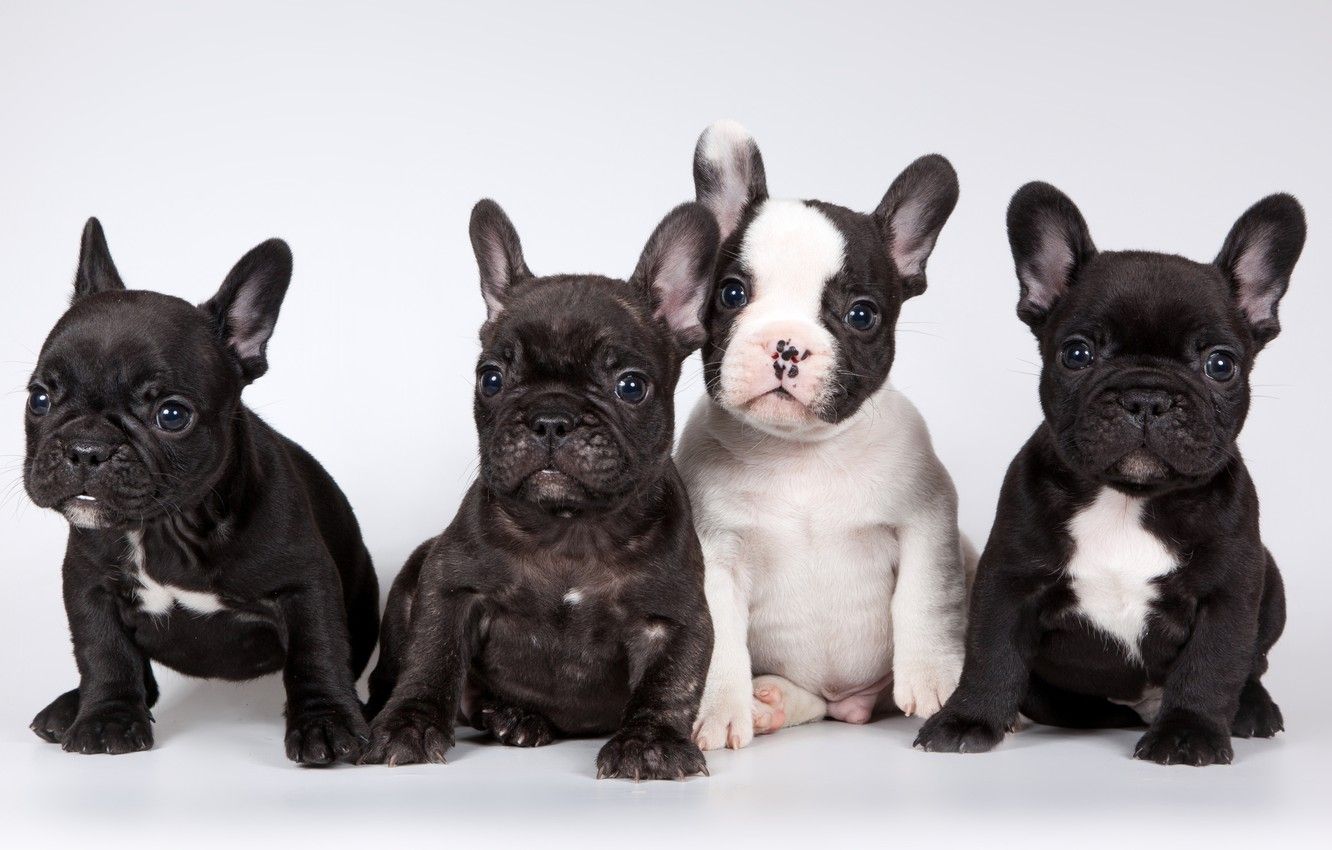 Wallpaper puppies, French bulldog, cute image for desktop, section собаки