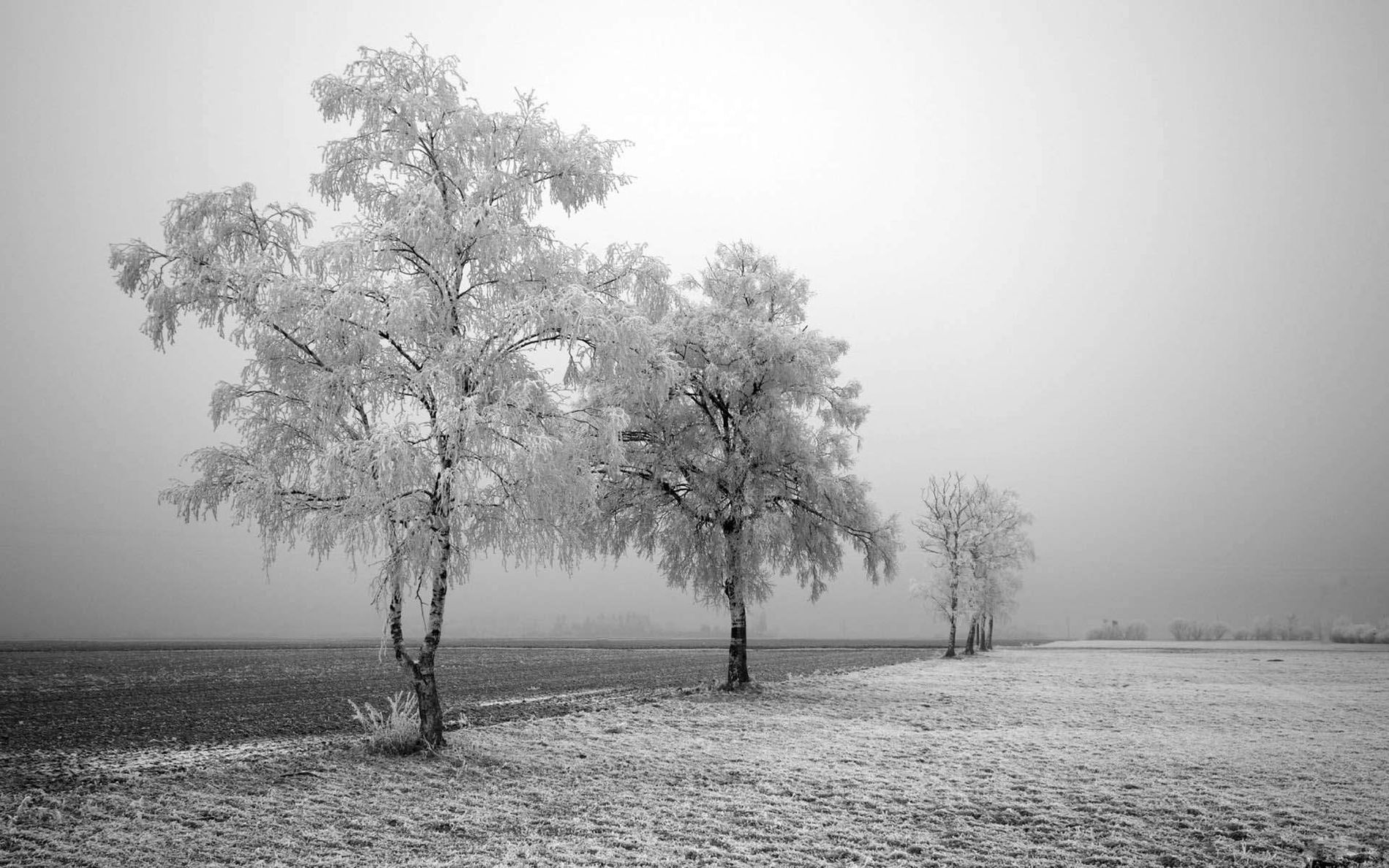 Snow in Black & White Photo Challenge. Winter wallpaper, Winter landscape, Winter trees